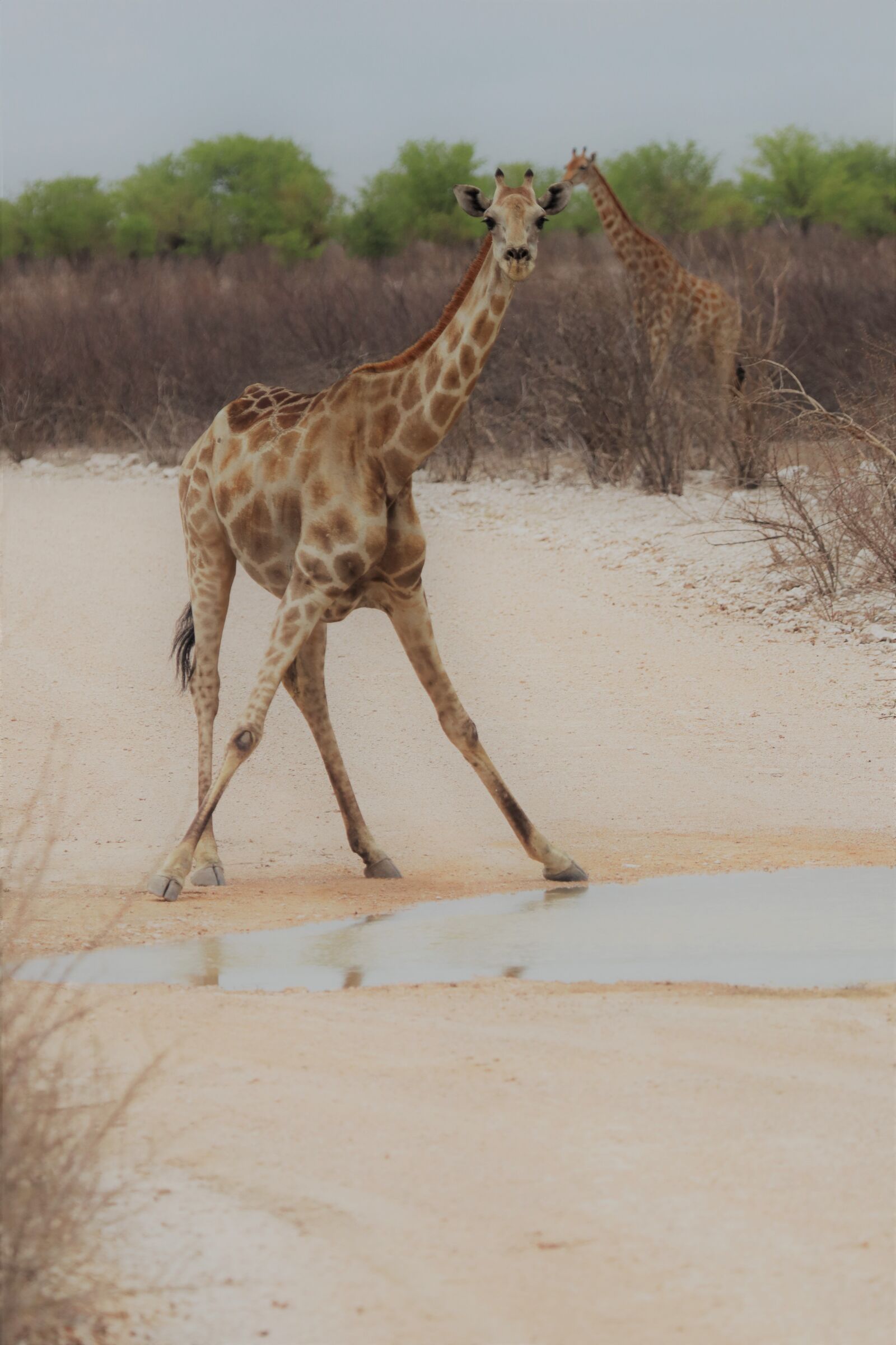 Canon EOS 250D (EOS Rebel SL3 / EOS Kiss X10 / EOS 200D II) sample photo. Giraffe, namibia, etosha national photography