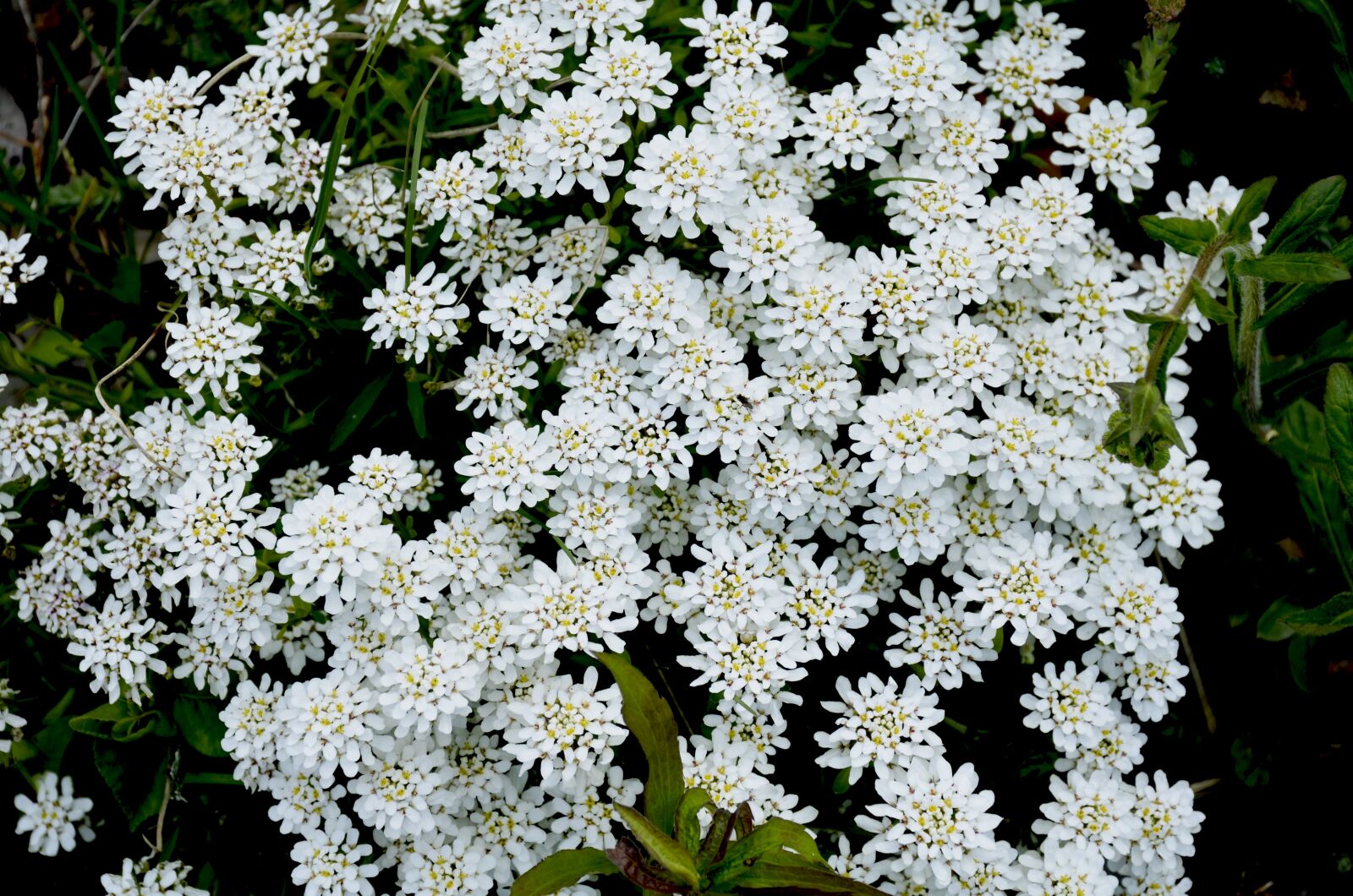 Nikon D7000 sample photo. Beautiful flower, flower, nature photography