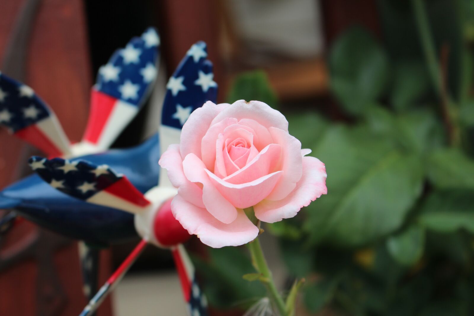Canon EOS 700D (EOS Rebel T5i / EOS Kiss X7i) sample photo. Rose, flower, pink rose photography