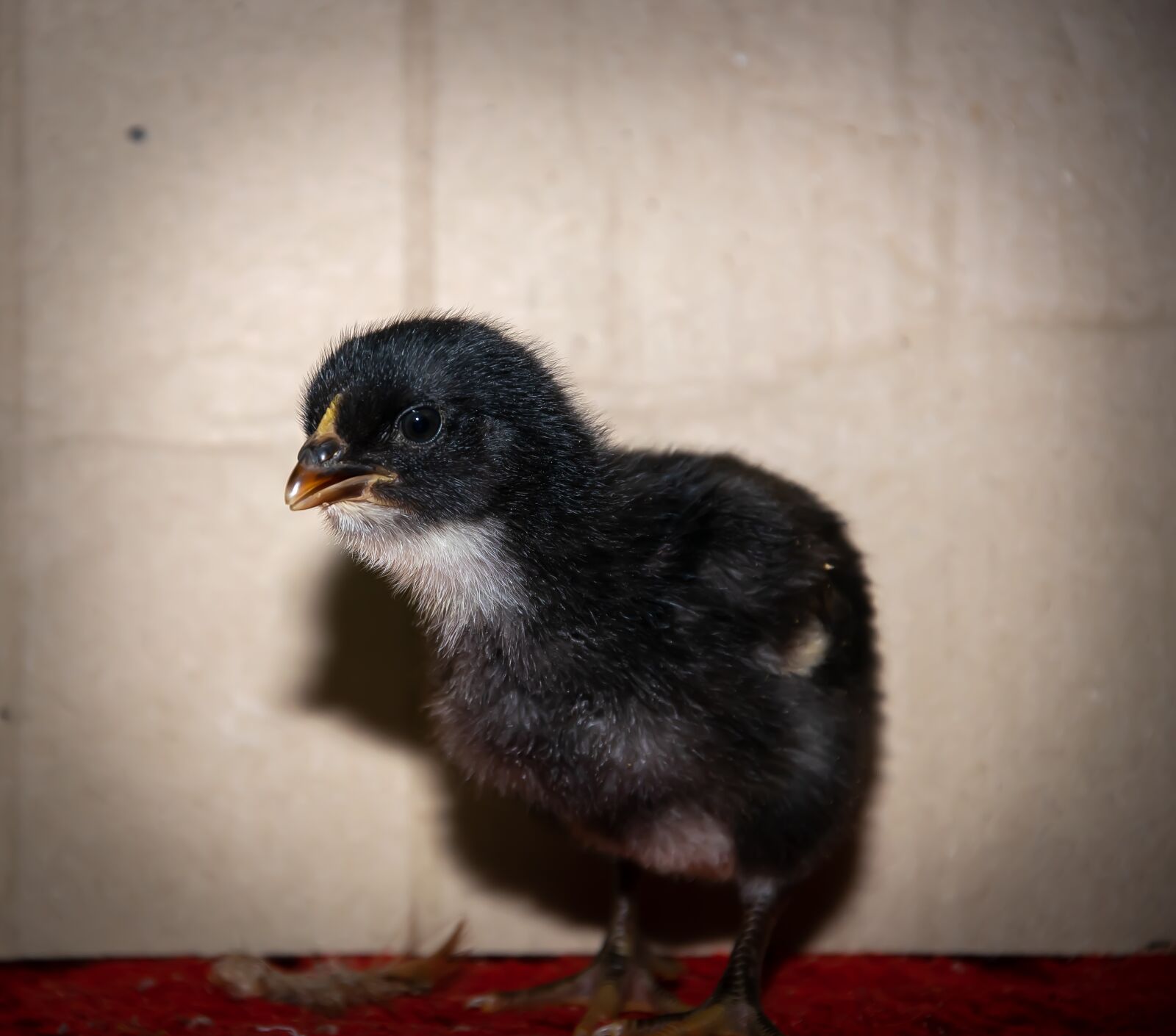 Nikon D3300 sample photo. Chicken little, chicken, animal photography