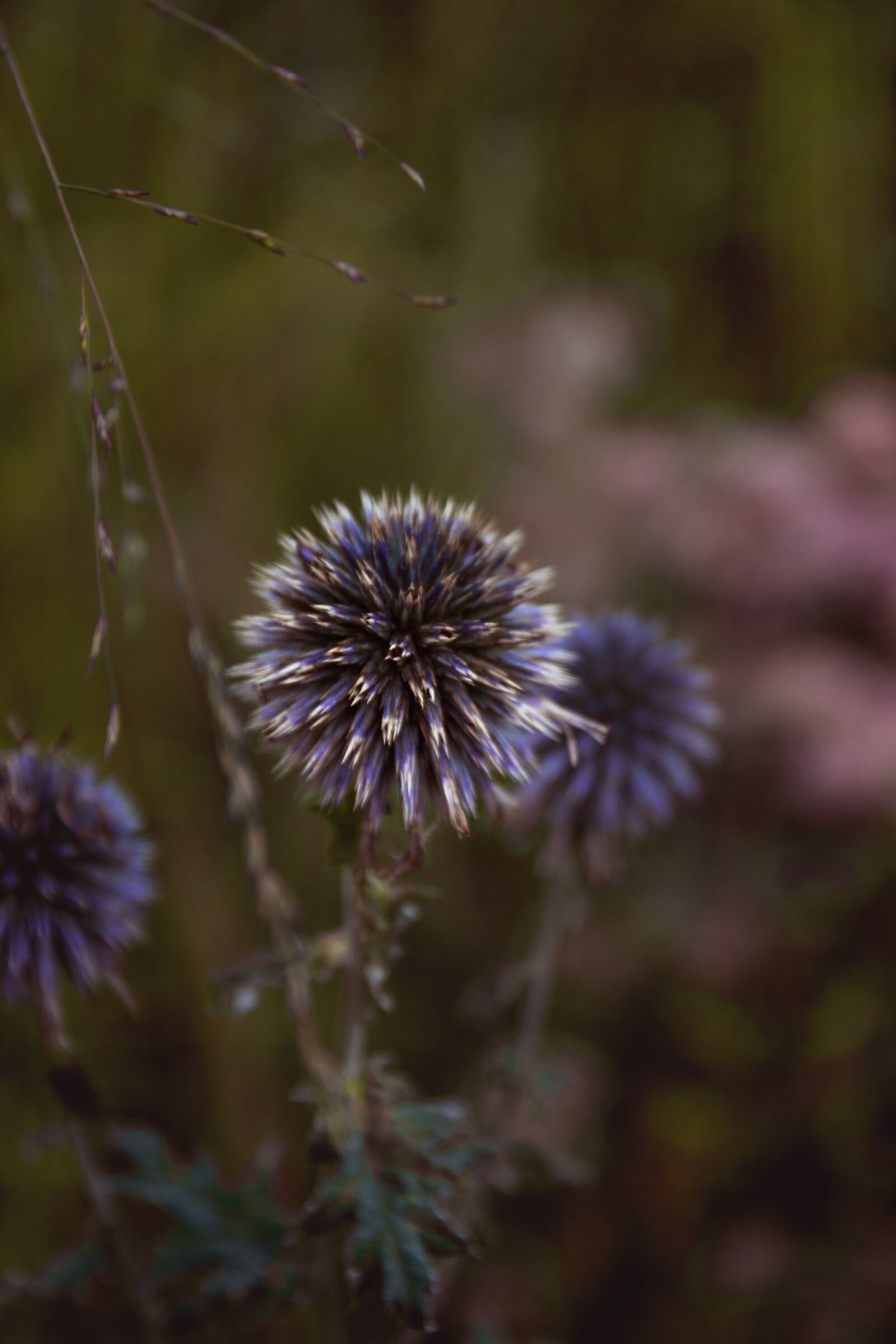 Canon EOS 60D sample photo. Flower, macro, nature photography