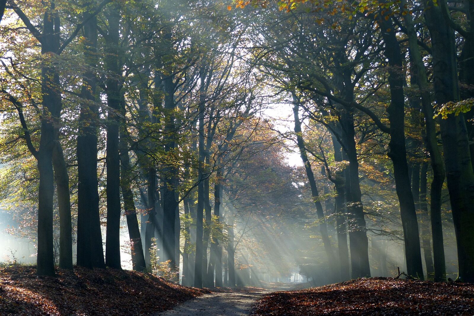 Panasonic Lumix DMC-FZ200 sample photo. Autumn, trees, veluwe photography