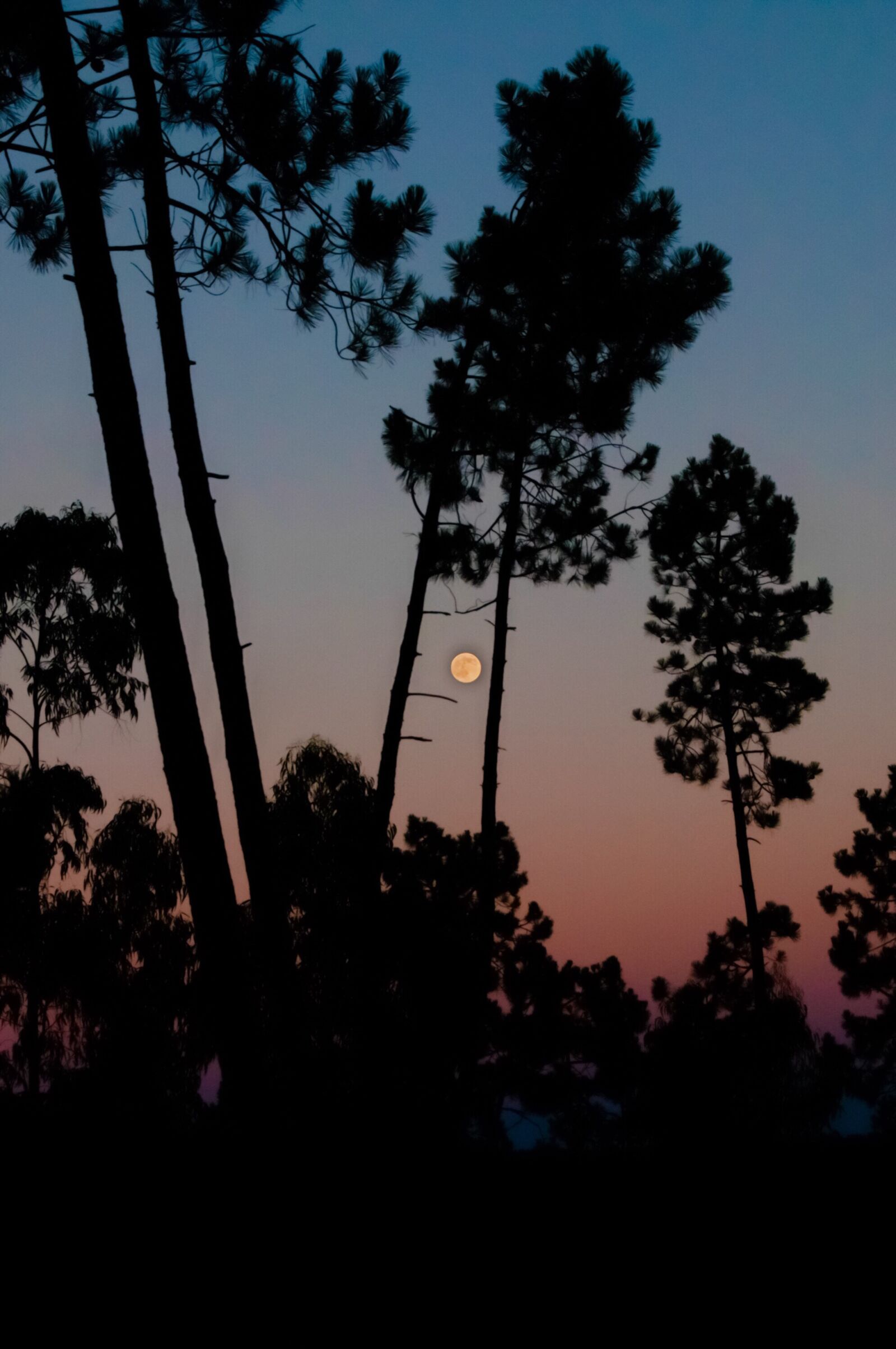 Nikon D90 sample photo. Sunset, moon, trees photography