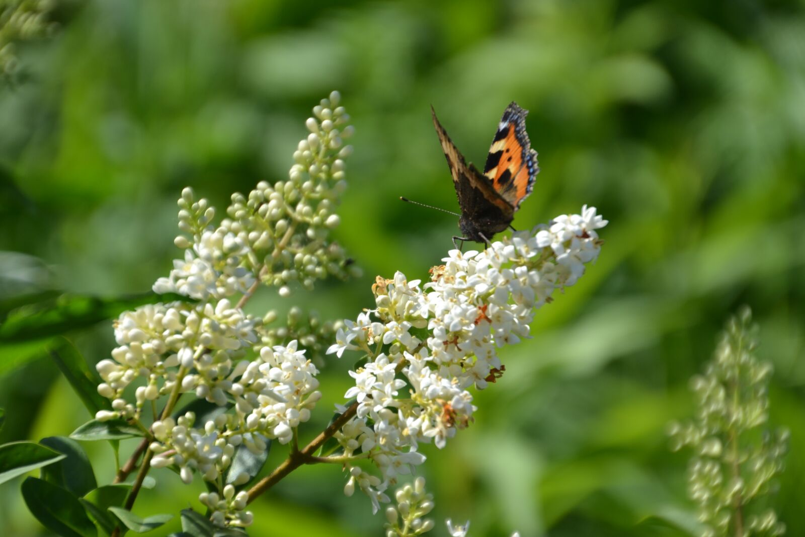 Nikon D3100 sample photo. Butterfly, admiral, insect photography