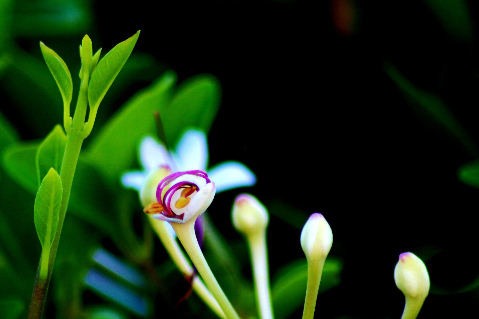 Canon EOS 700D (EOS Rebel T5i / EOS Kiss X7i) sample photo. Flower, green, nature photography