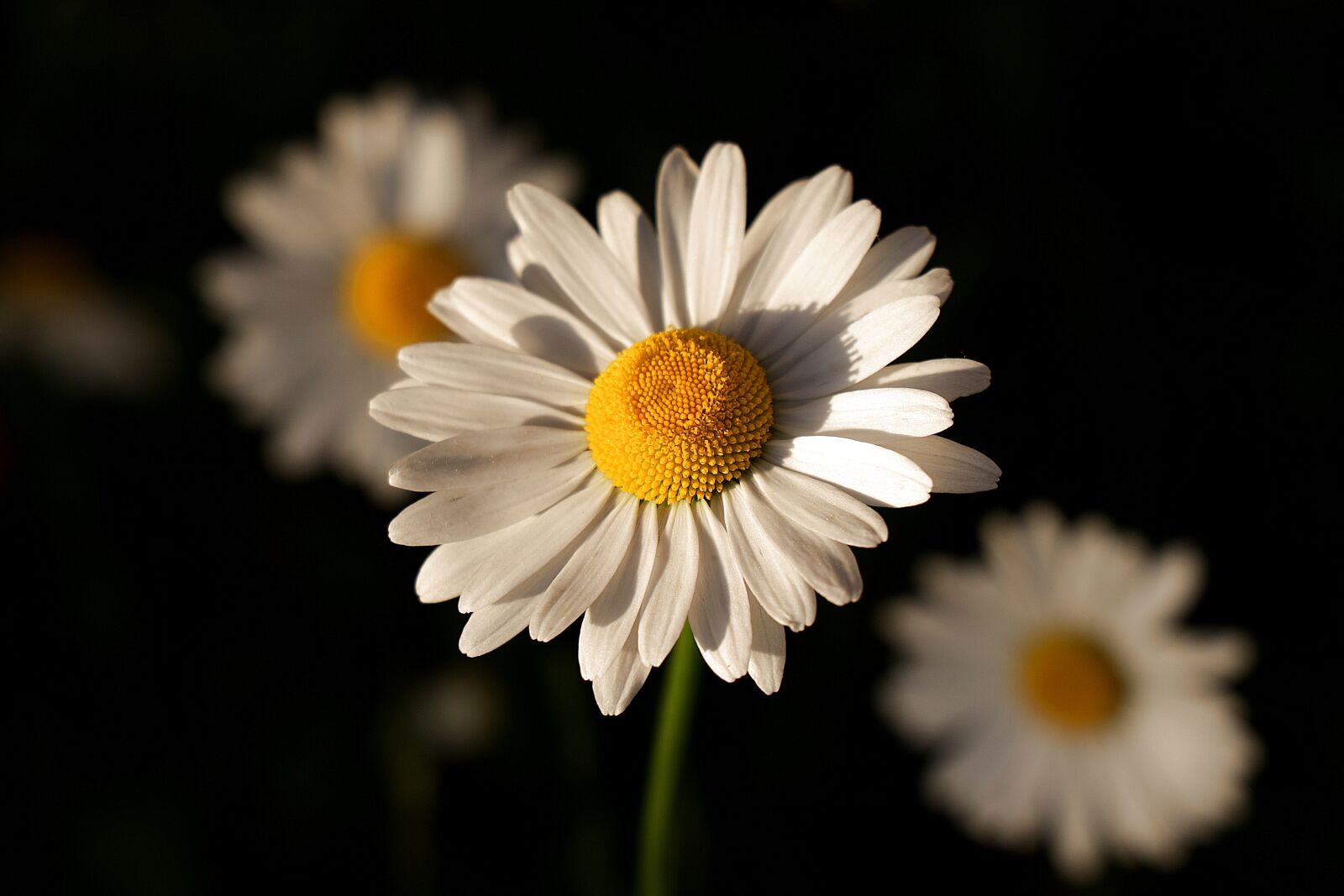Canon EOS R sample photo. Daisies, wild flowers, marguerite photography