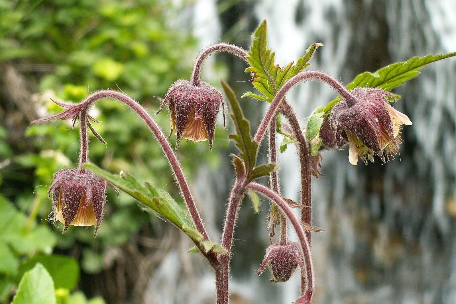 KONICA MINOLTA DiMAGE Z3 sample photo. Geum, flower, fioridimontagna photography