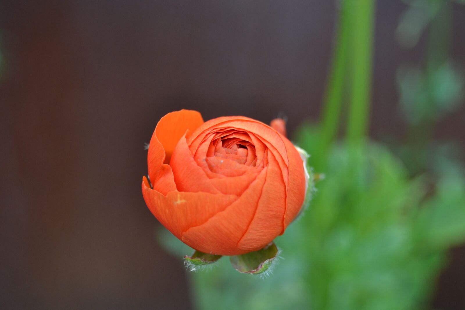 Nikon D3100 sample photo. Ranunculus, orange, flower photography