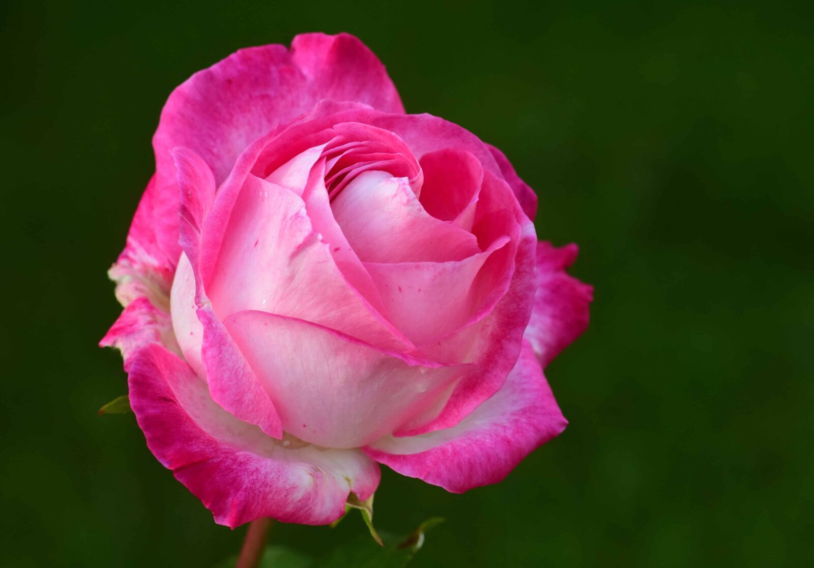 Nikon D3300 sample photo. Nature, rose, petal, leaf photography