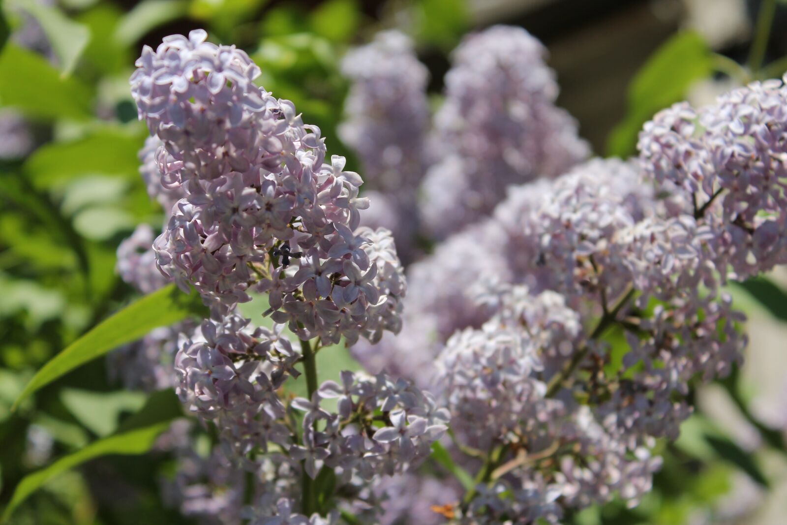 Canon EOS 1100D (EOS Rebel T3 / EOS Kiss X50) sample photo. Lilac, summer, flowers photography