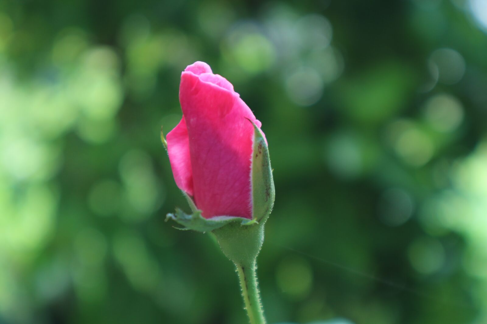 Canon EOS M10 sample photo. Rose, flower, pink photography