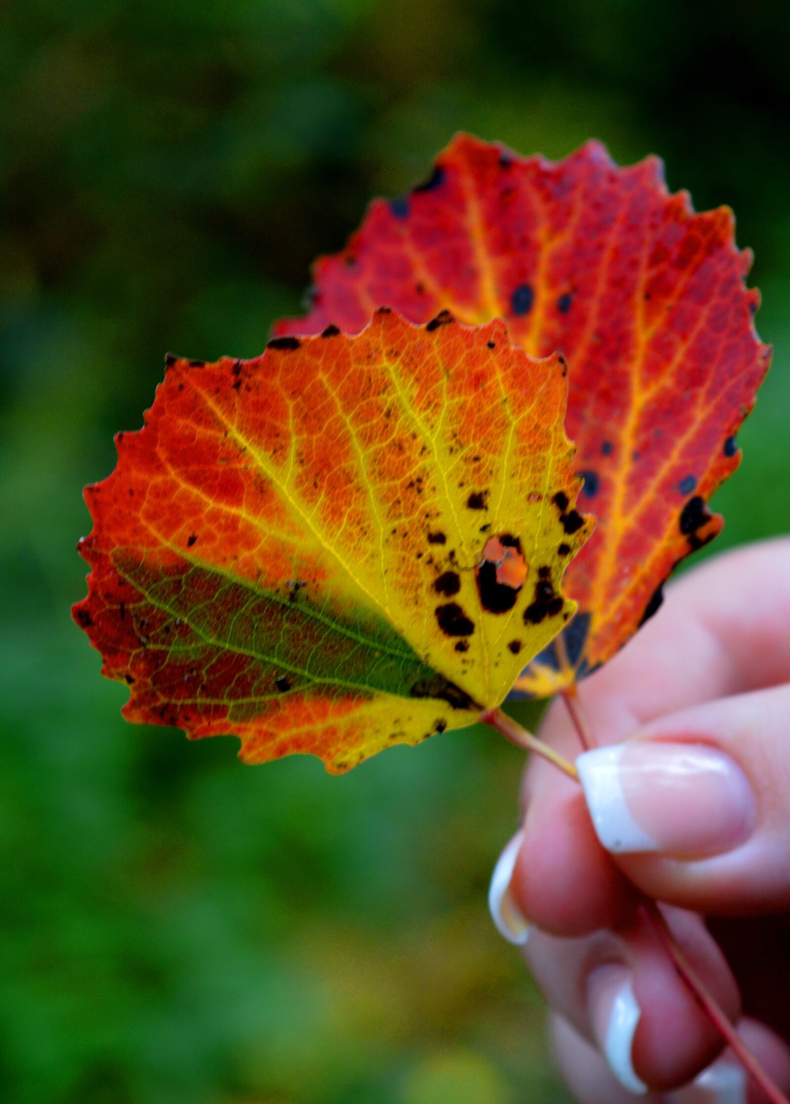 Nikon D3200 sample photo. Fall leaves, finger, hand photography