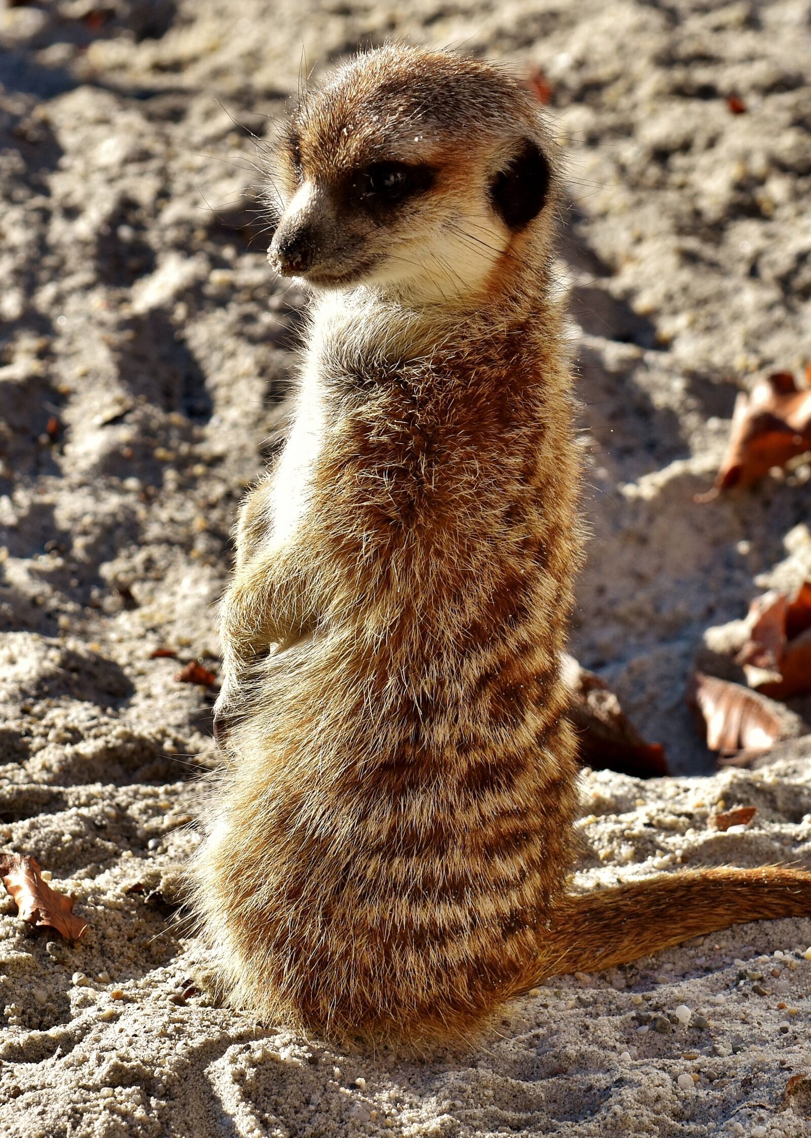 Nikon D7200 sample photo. Meerkat, animal, nature photography