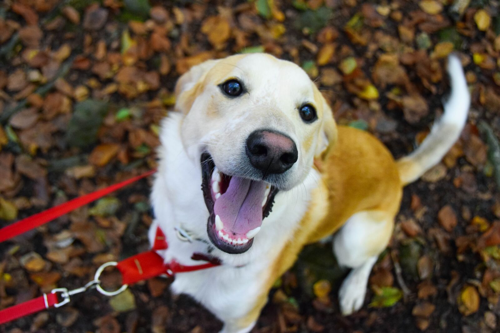 Nikon D5300 sample photo. Autumn, dog autumn, puppy photography
