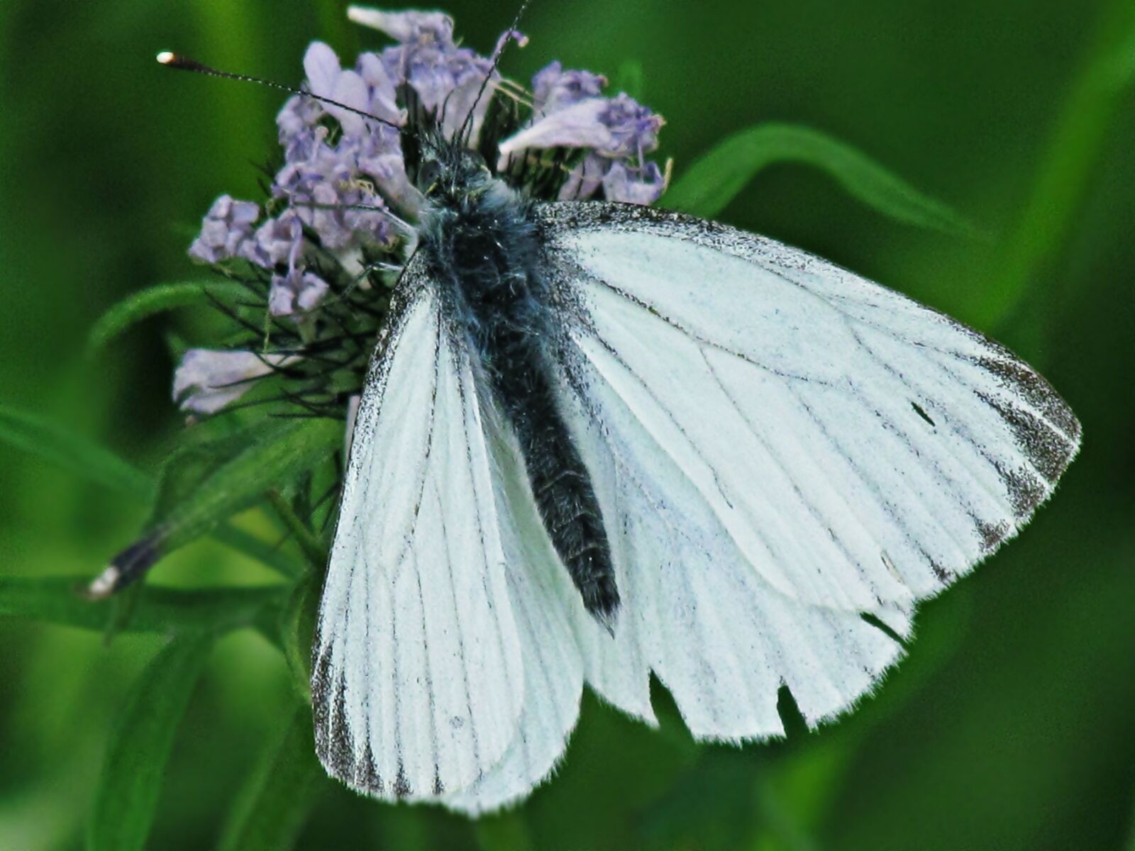 Canon PowerShot SX30 IS sample photo. Butterfly, insects, nature photography