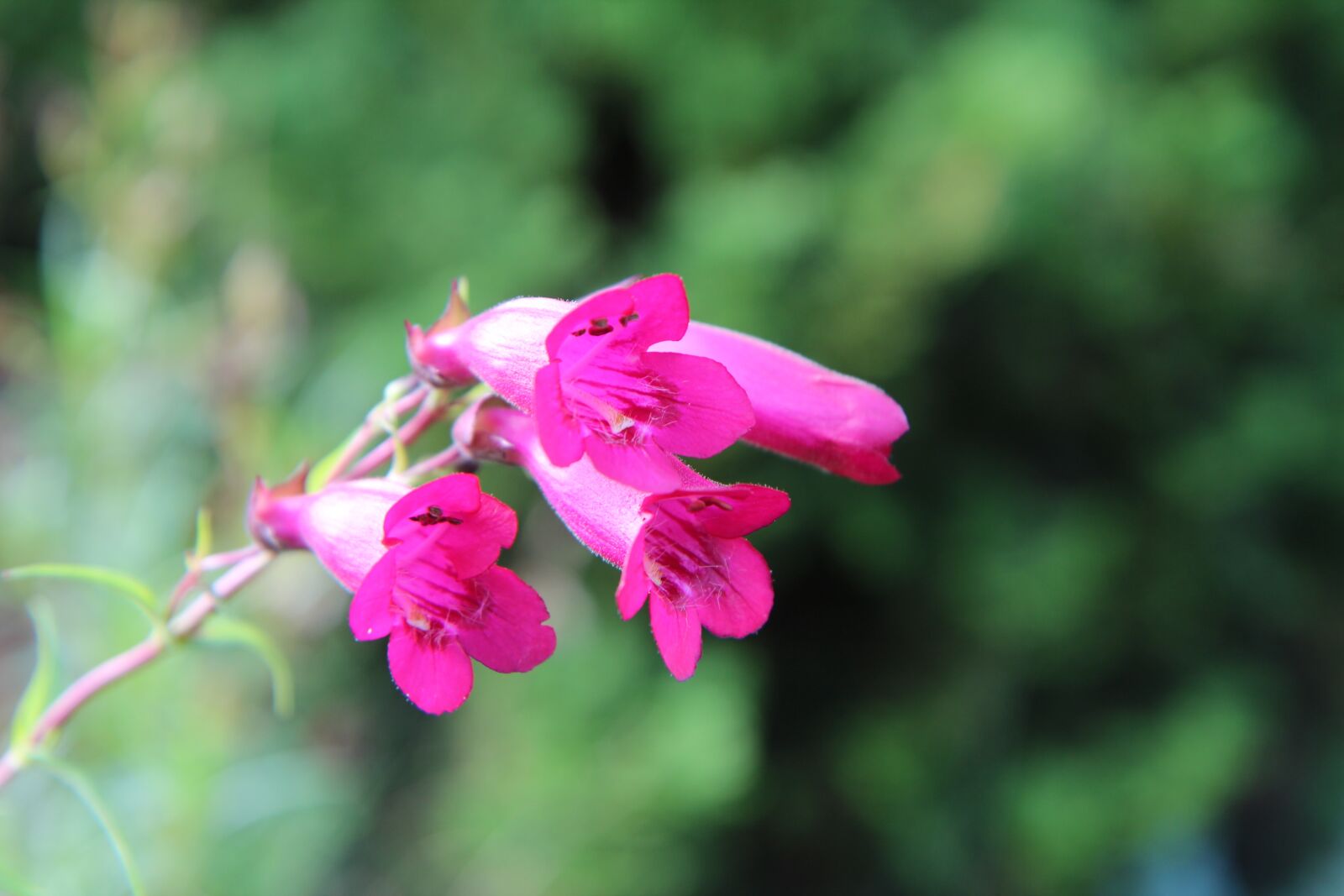 Canon EOS 600D (Rebel EOS T3i / EOS Kiss X5) sample photo. Flowering, pink flowers, perennial photography