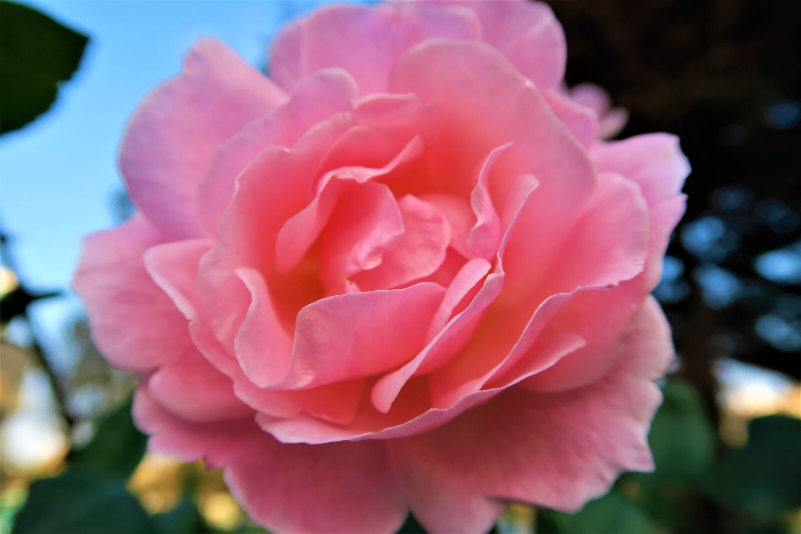 Canon PowerShot G7 X sample photo. Rose, red, pink photography