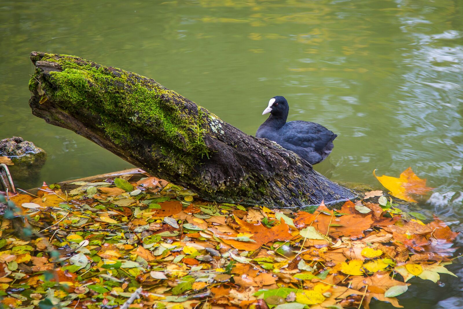 Canon EF 24-105mm F4L IS USM sample photo. Coot, lake, autumn photography