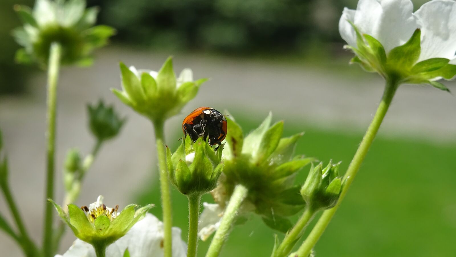 Sony DSC-HX60 sample photo. Ladybug, red, insect photography