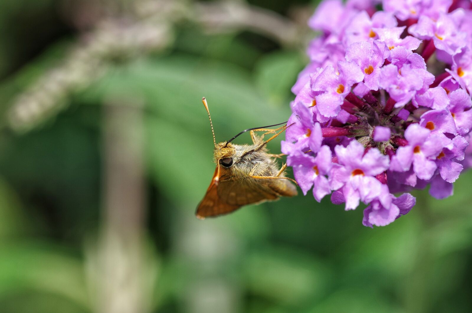Pentax K-30 sample photo. Skipper, butterfly, summer lilac photography
