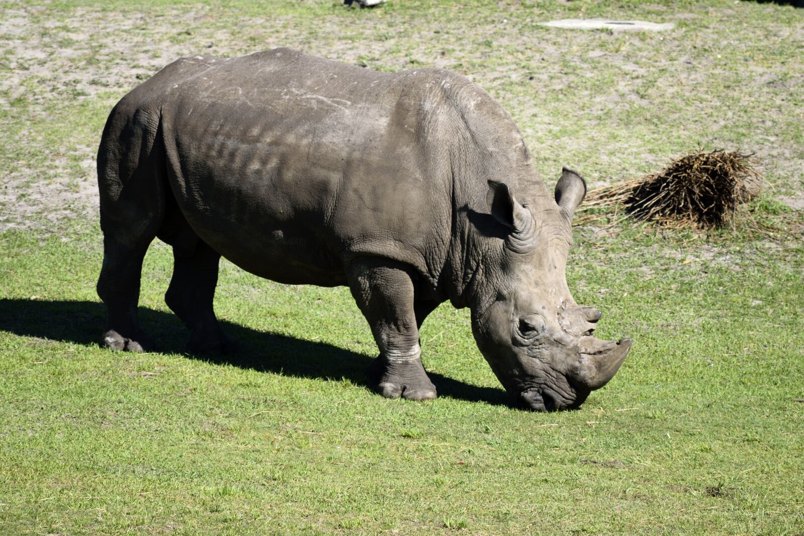 Nikon D3300 sample photo. Rhino, wildlife, animal reserve photography