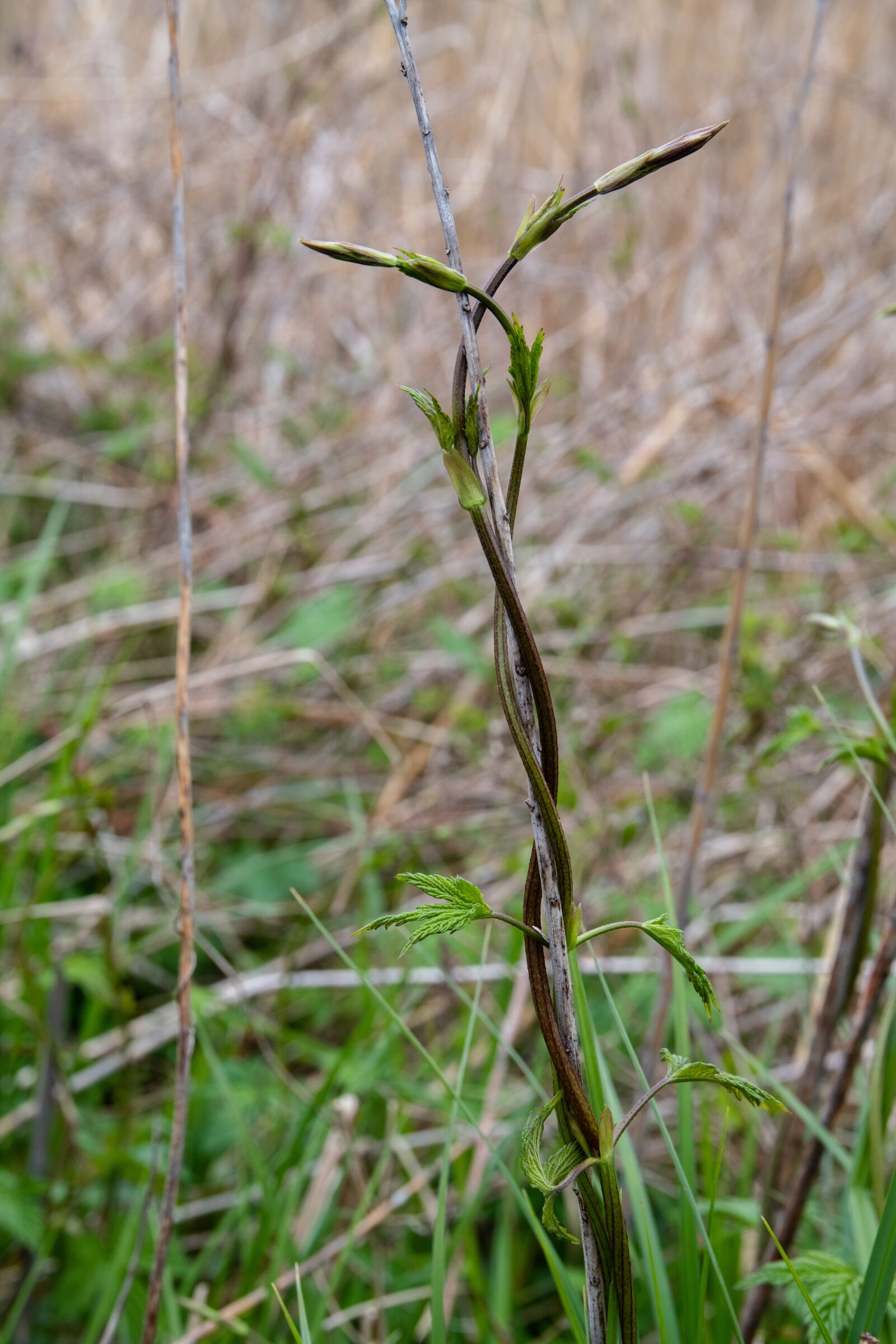 Tamron 35-150mm F2.8-4 Di VC OSD sample photo. Nature, green, grass photography