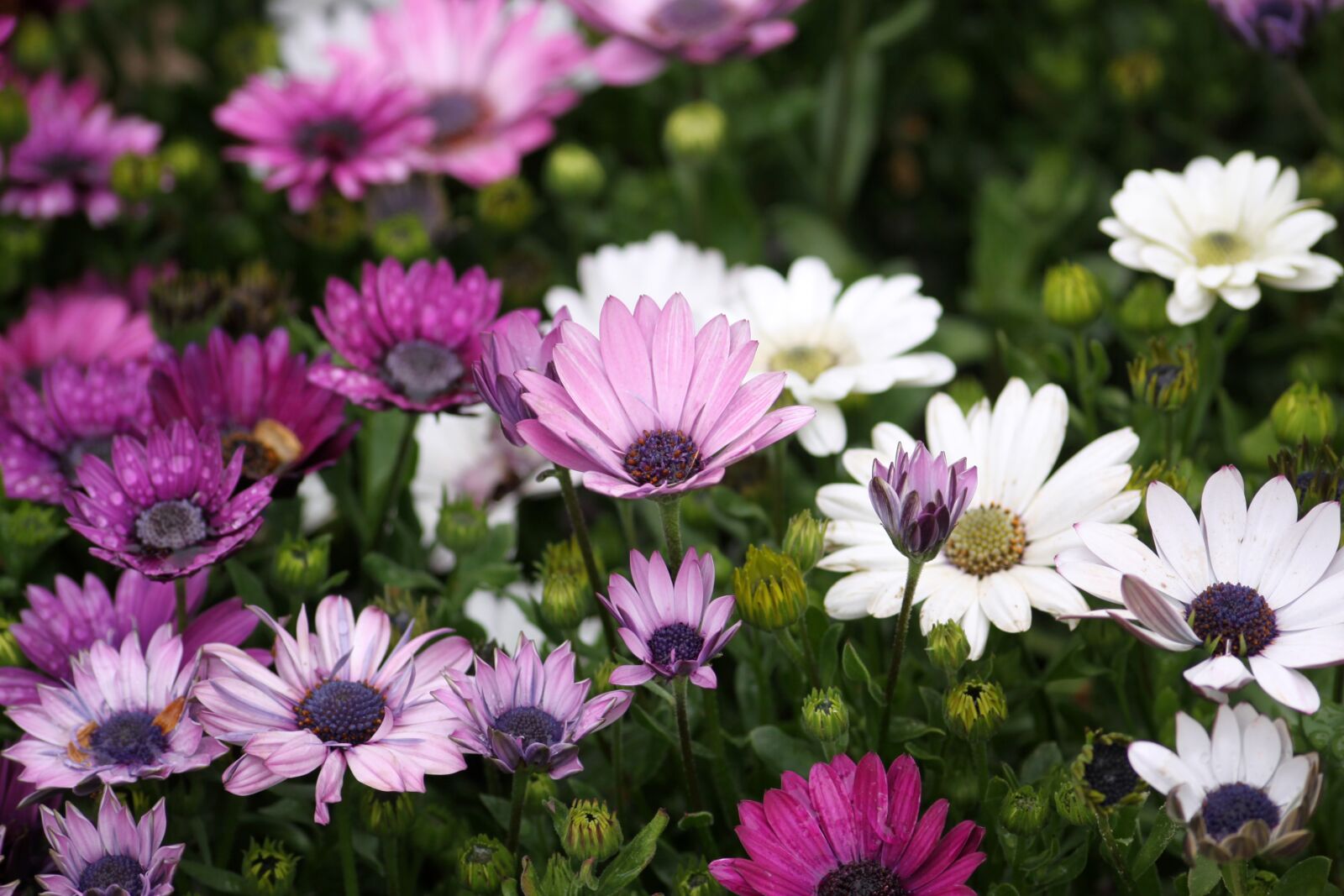 Canon EOS 50D sample photo. Flower garden, potted plant photography
