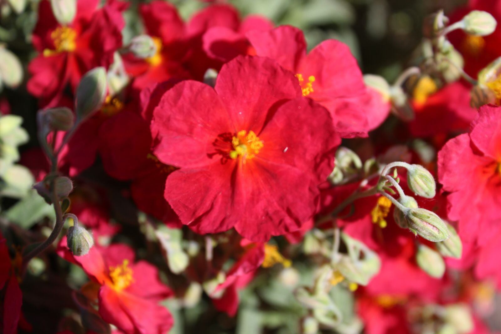 Canon EOS 1200D (EOS Rebel T5 / EOS Kiss X70 / EOS Hi) sample photo. Rockrose, flower, garden photography