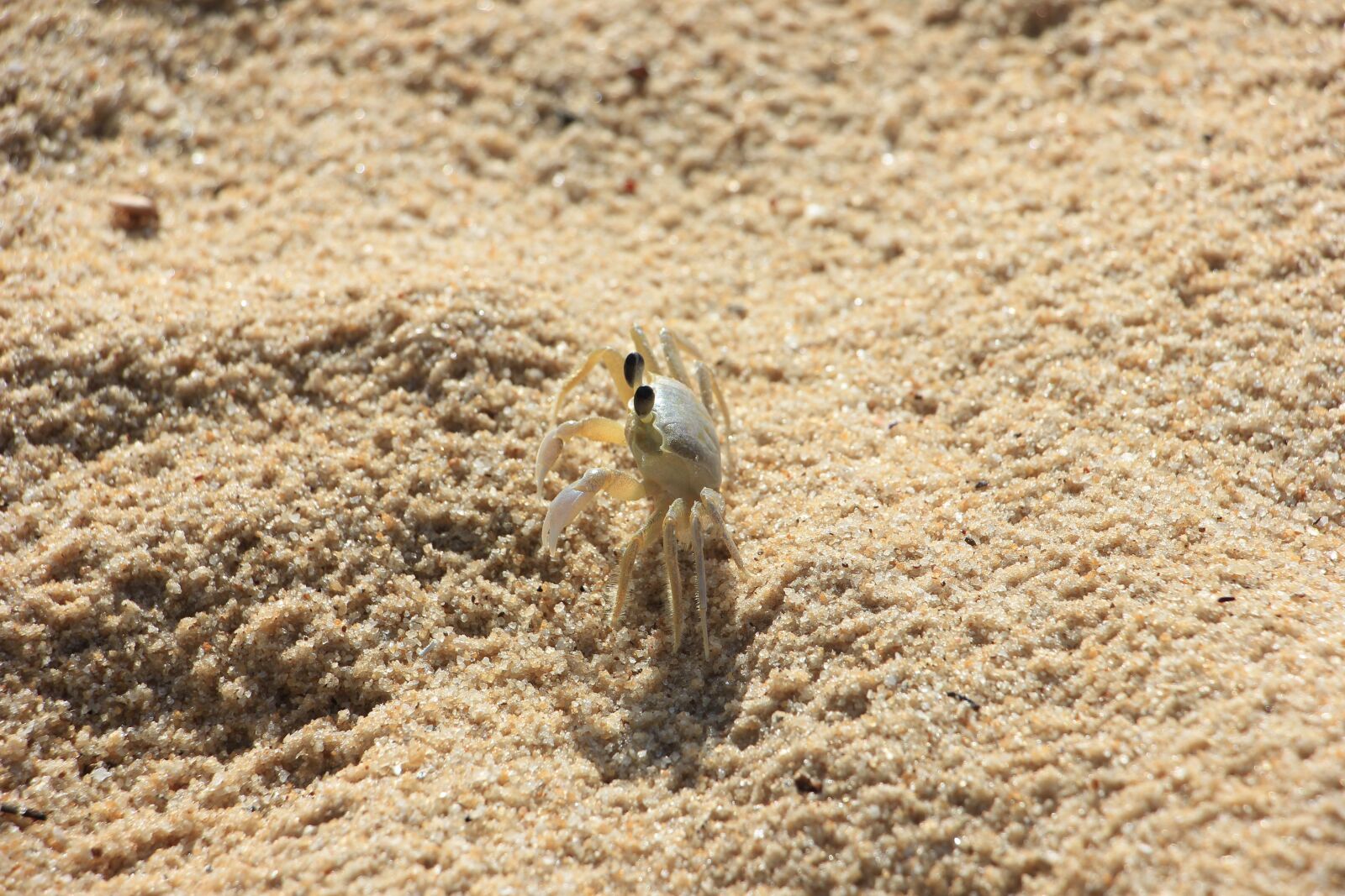 Canon EOS 550D (EOS Rebel T2i / EOS Kiss X4) sample photo. Harness, crab, animal photography