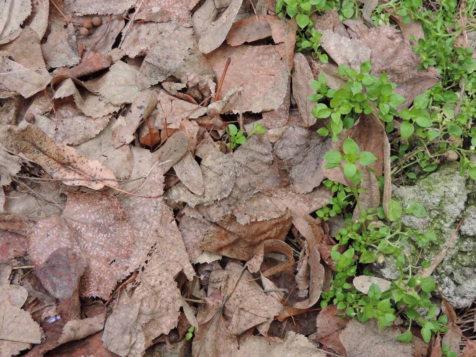 Nikon Coolpix P520 sample photo. Texture, leaf, nature, flora photography