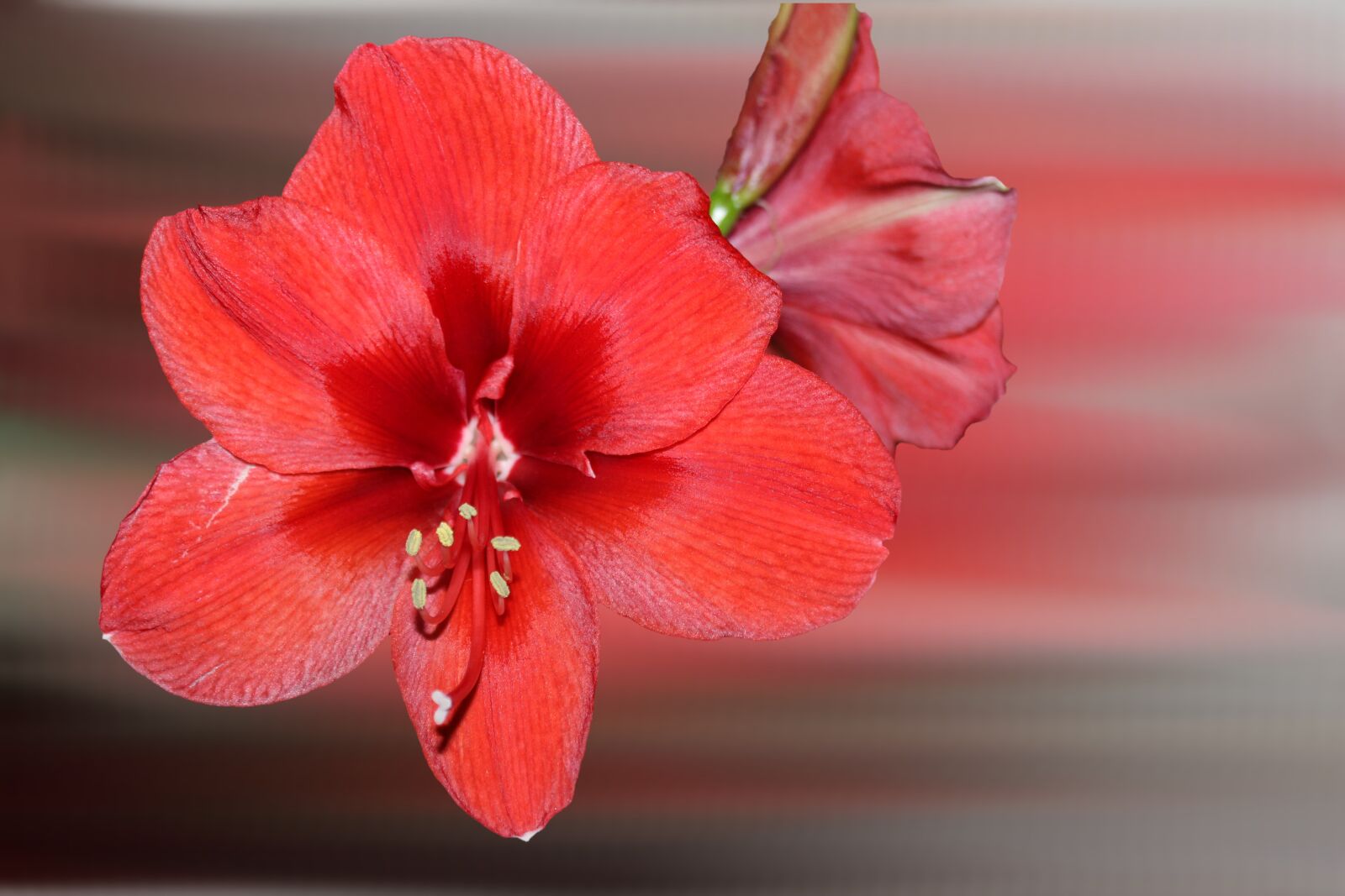 Canon EOS 600D (Rebel EOS T3i / EOS Kiss X5) sample photo. Flower, blossom, bloom photography