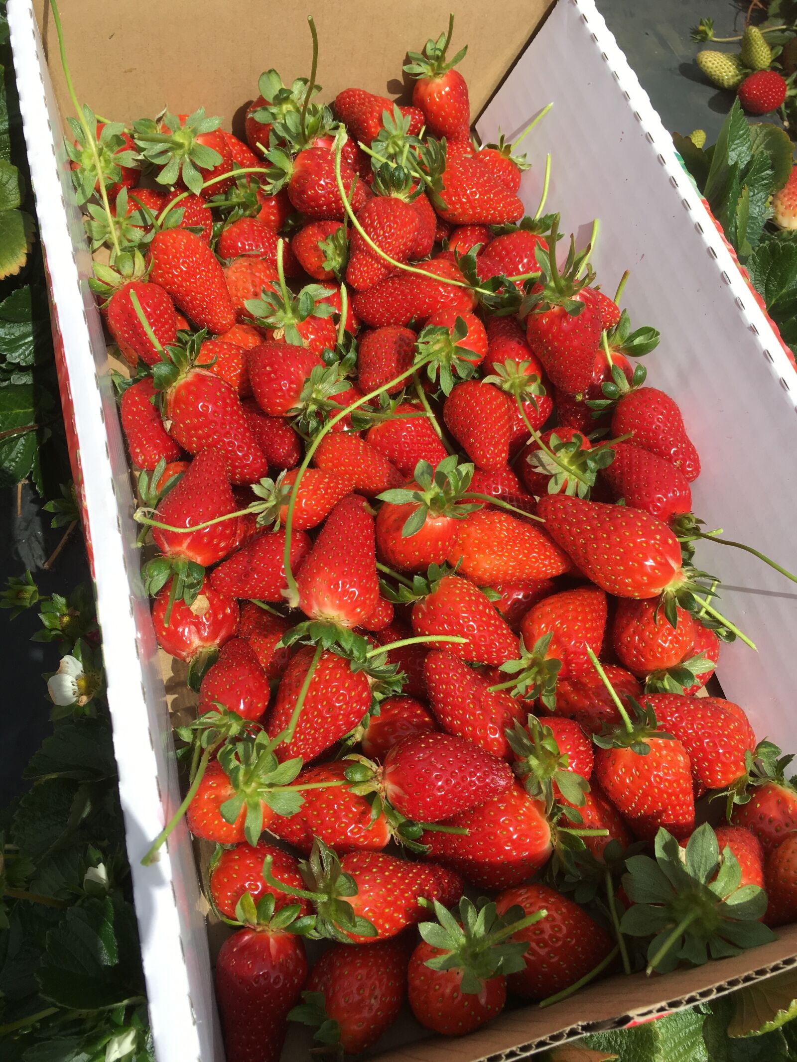 Apple iPhone 6s Plus sample photo. Box of strawberry, strawberry photography