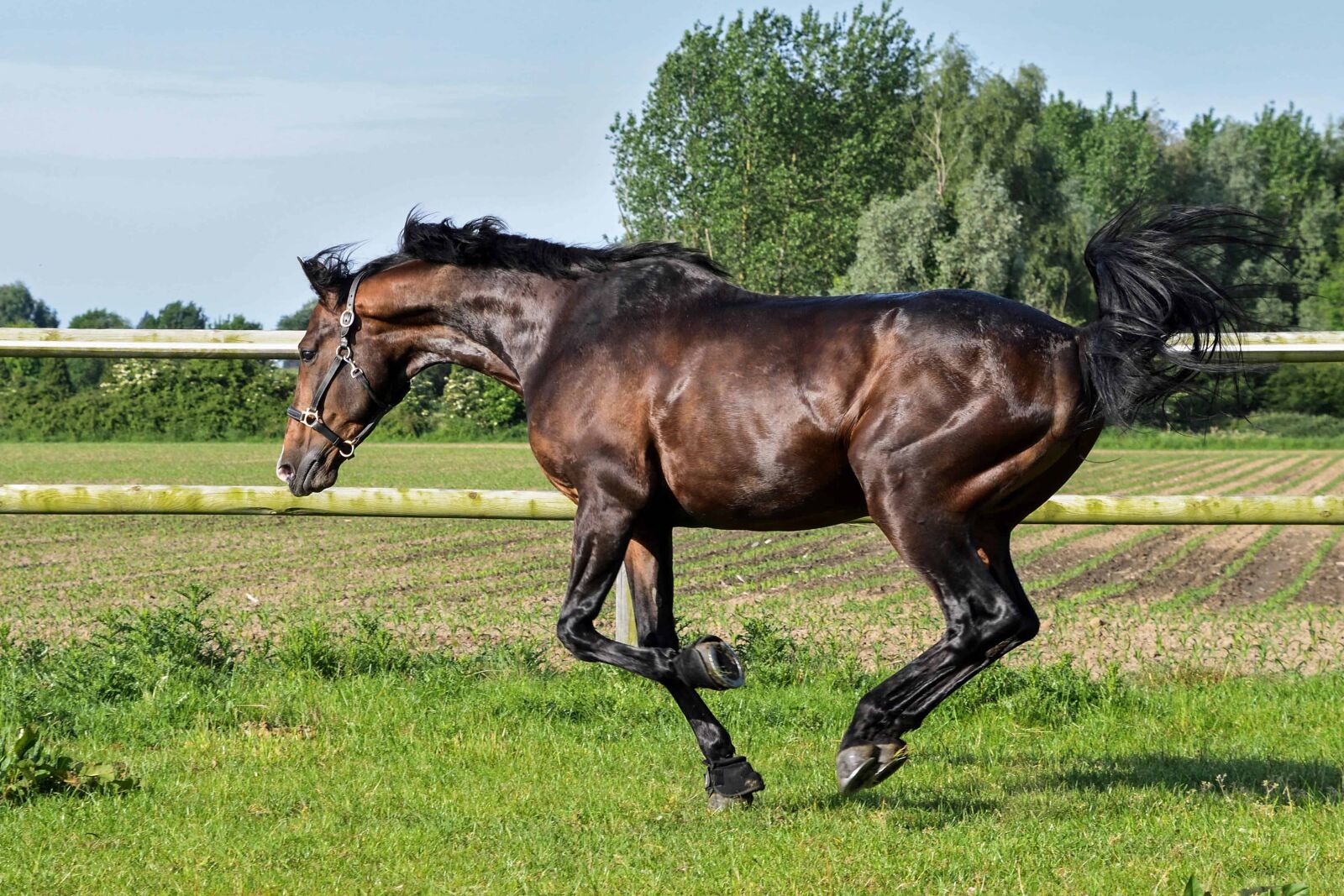 Nikon D500 sample photo. Grass, horse, mare, stallion photography