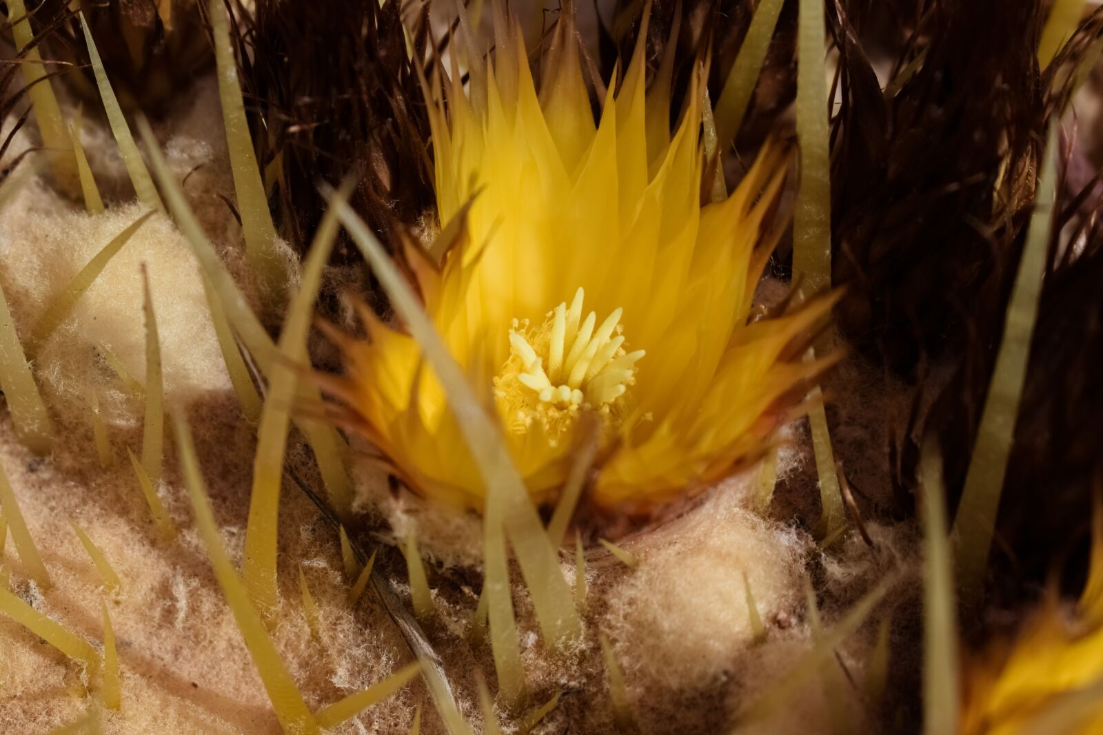 Nikon D3300 sample photo. Flower among thorns, yellow photography