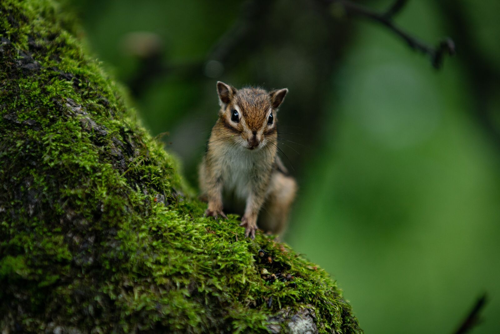 Minolta/Sony AF 70-200mm F2.8 G sample photo. Squirrel, animal, wild photography