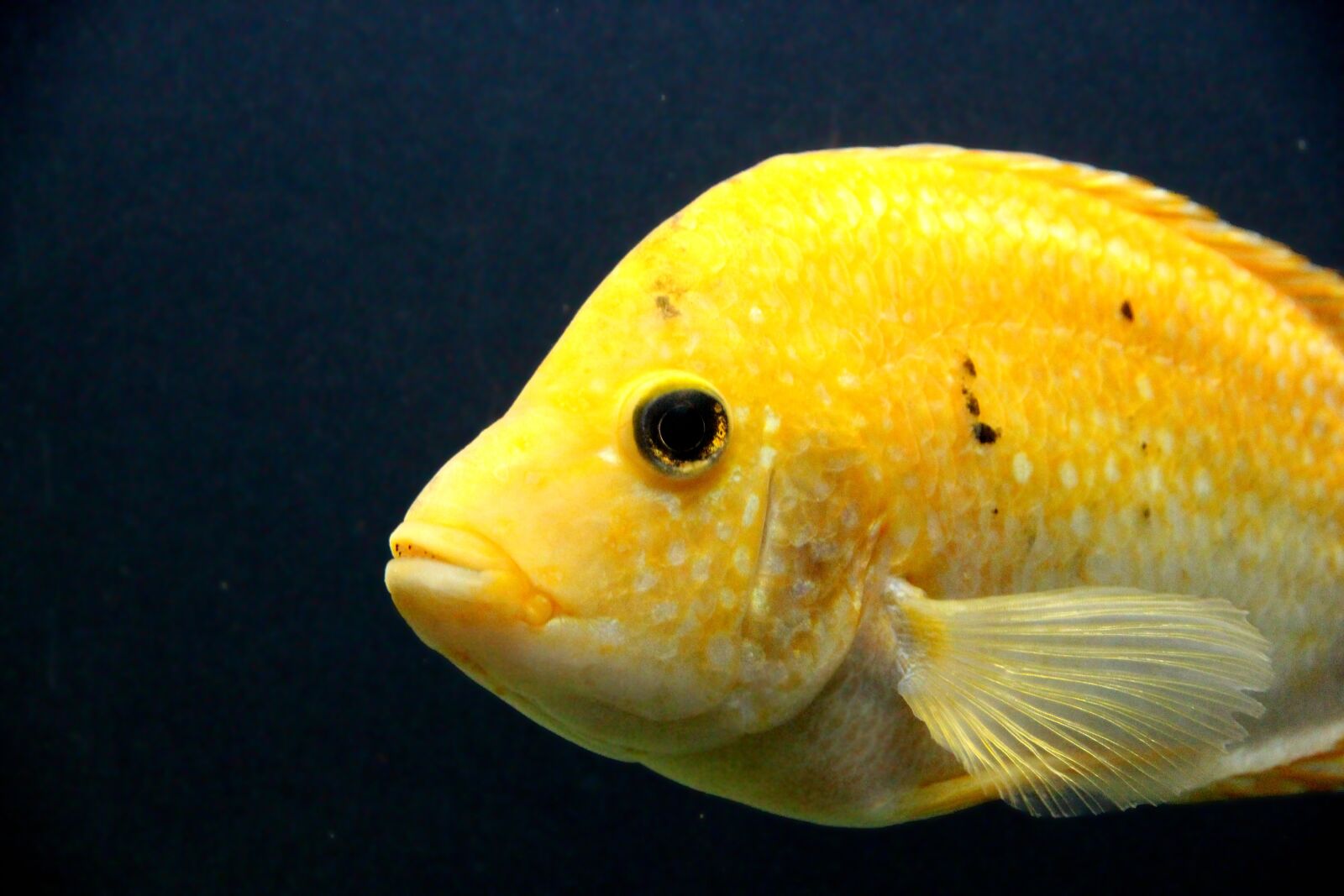 Canon EOS 650D (EOS Rebel T4i / EOS Kiss X6i) sample photo. Cichlasoma, fish, cichlid photography