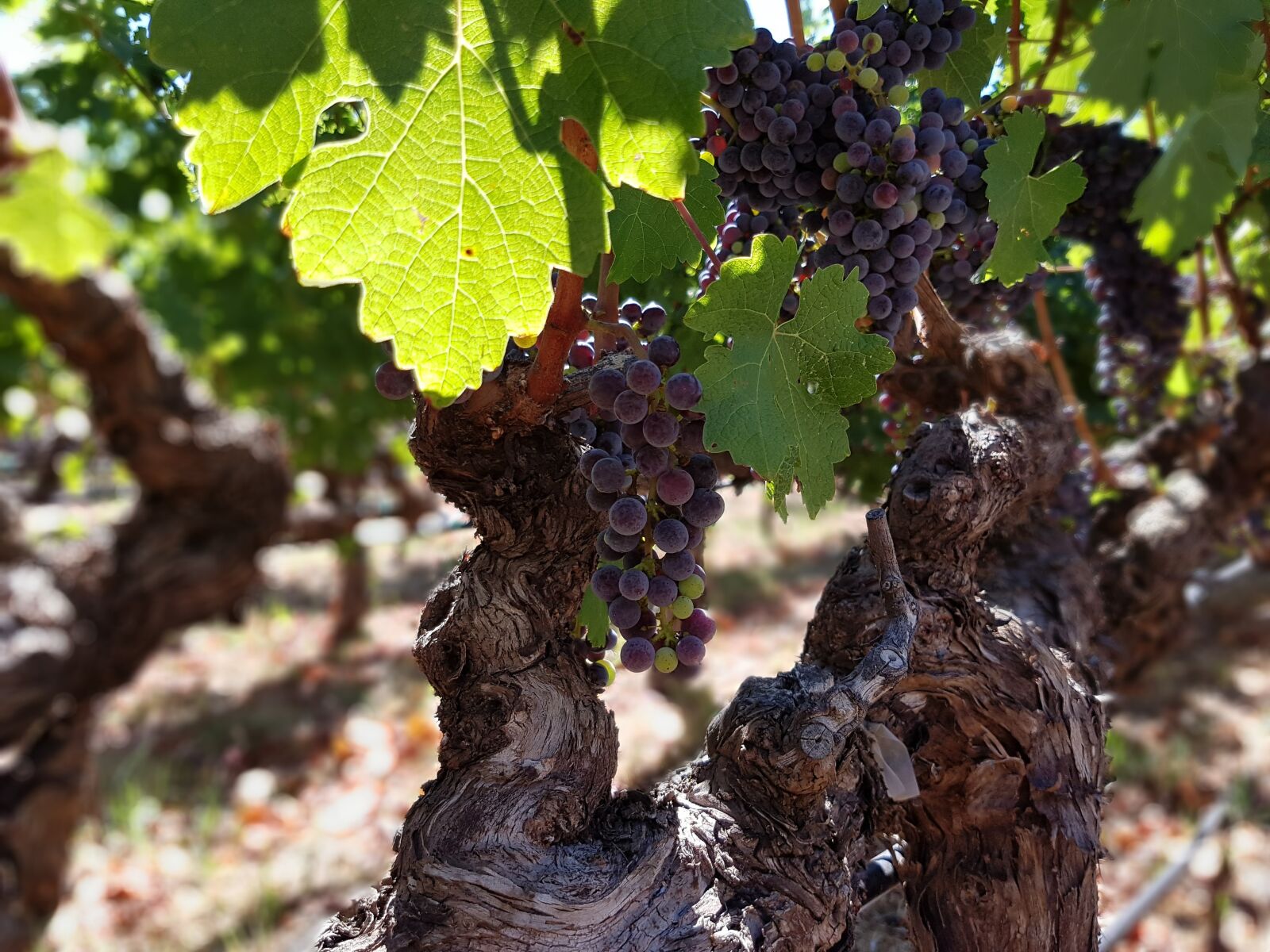 Samsung Galaxy S7 Edge sample photo. Grapes, vines, vineyard photography