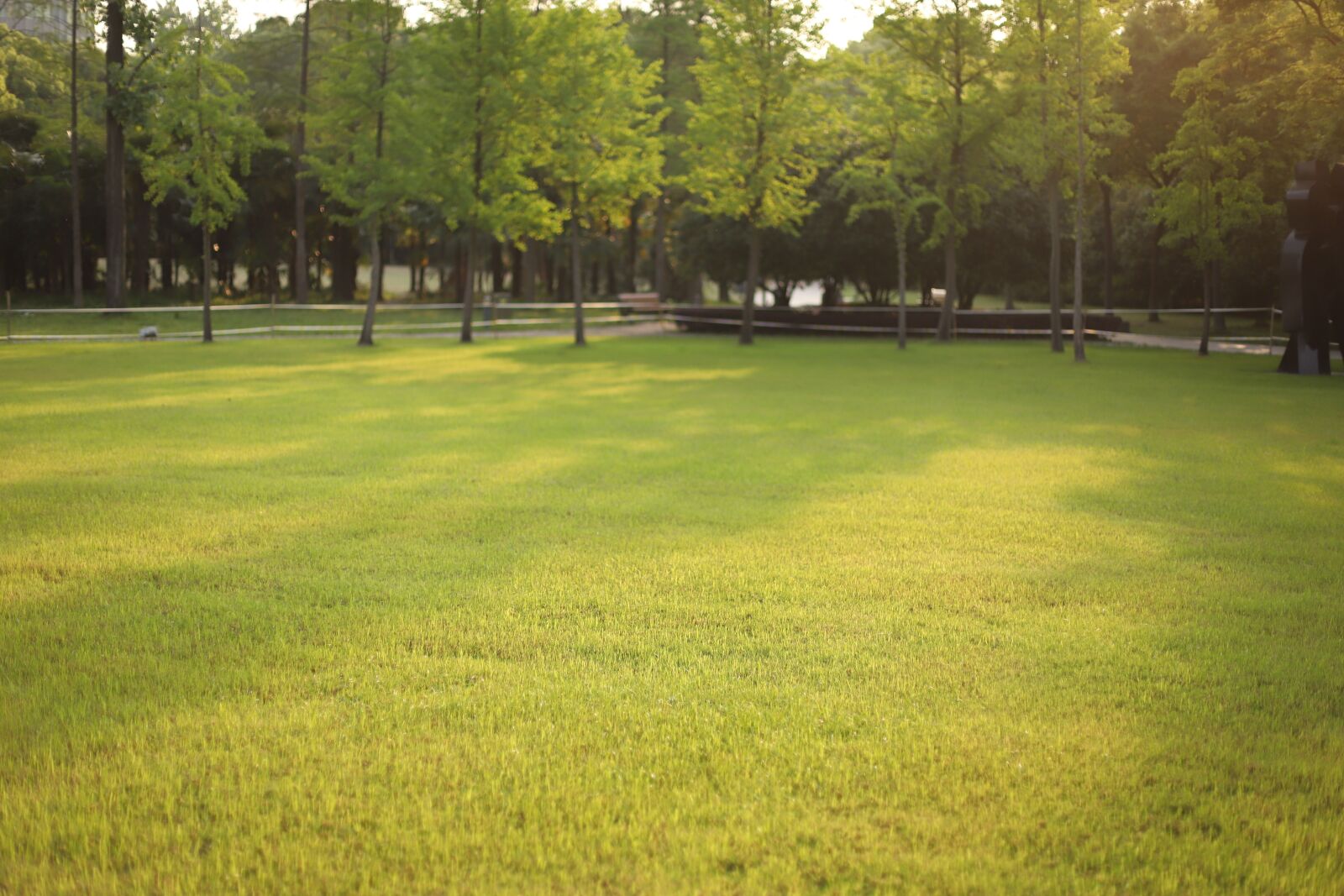 Canon EF 50mm F1.4 USM sample photo. Landscape, green grass, sunshine photography