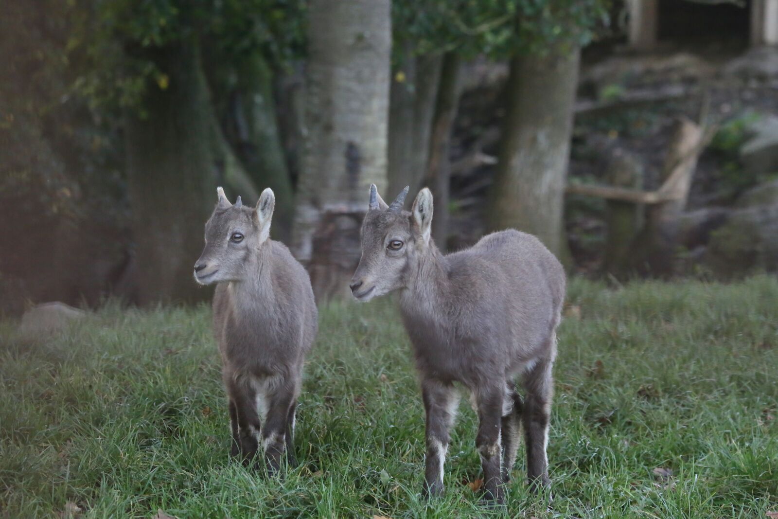 Canon EF 100-400mm F4.5-5.6L IS USM sample photo. Capricorn, animal, nature photography