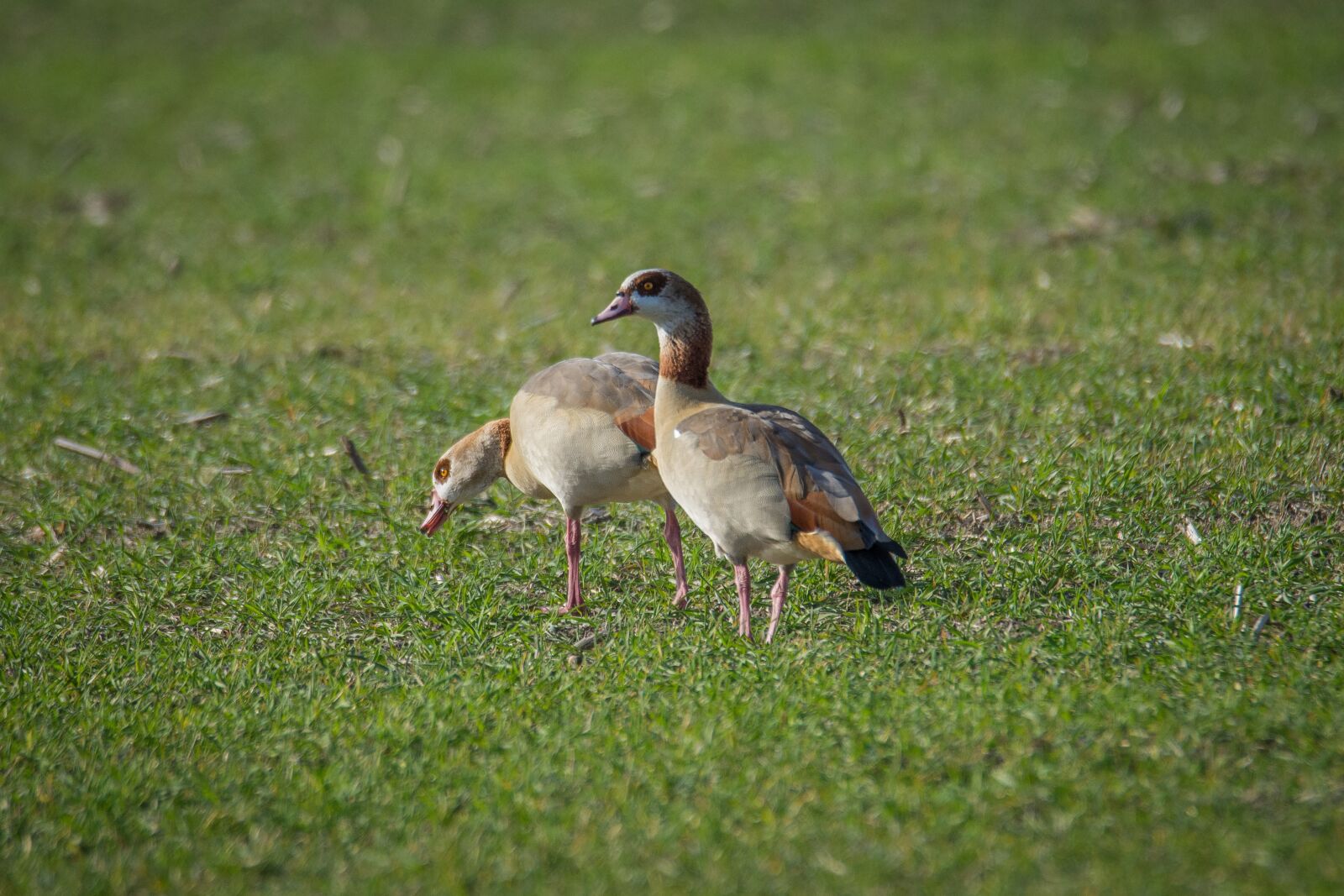 Nikon D7200 sample photo. Nilgans, goose, field photography