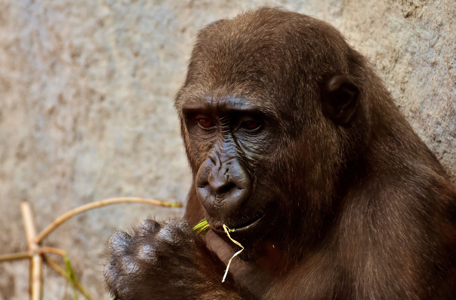 Nikon D7200 sample photo. Gorilla, view, dangerous photography