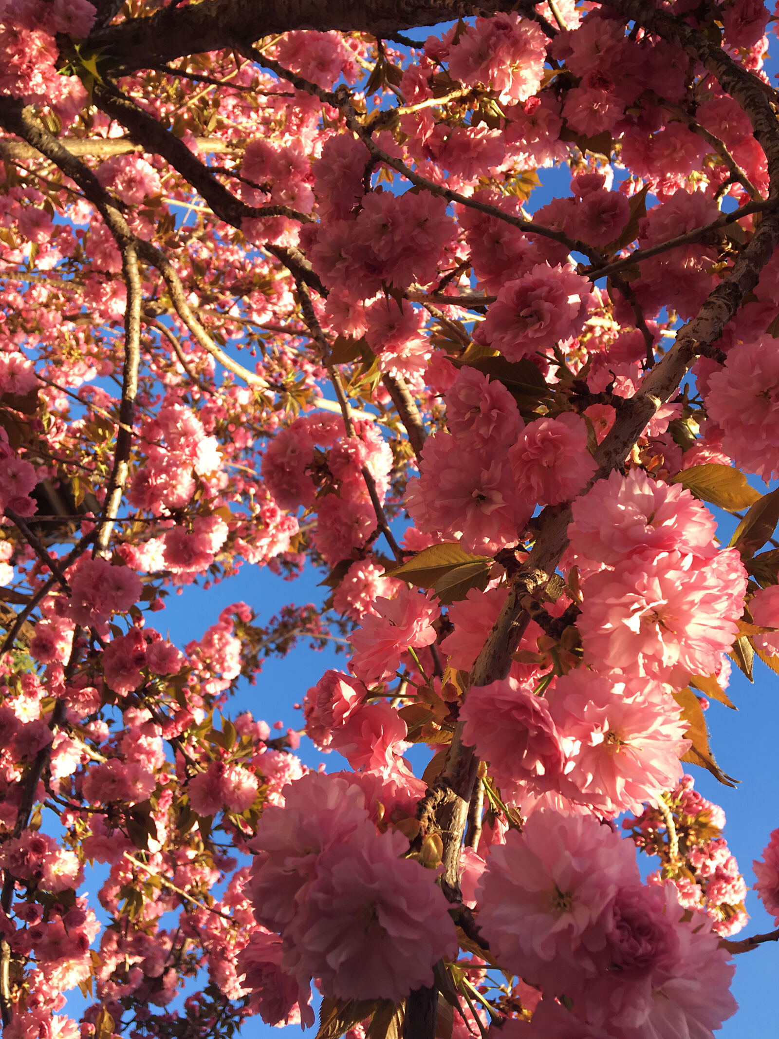 Apple iPhone 6s sample photo. 003, cherry, blossom photography