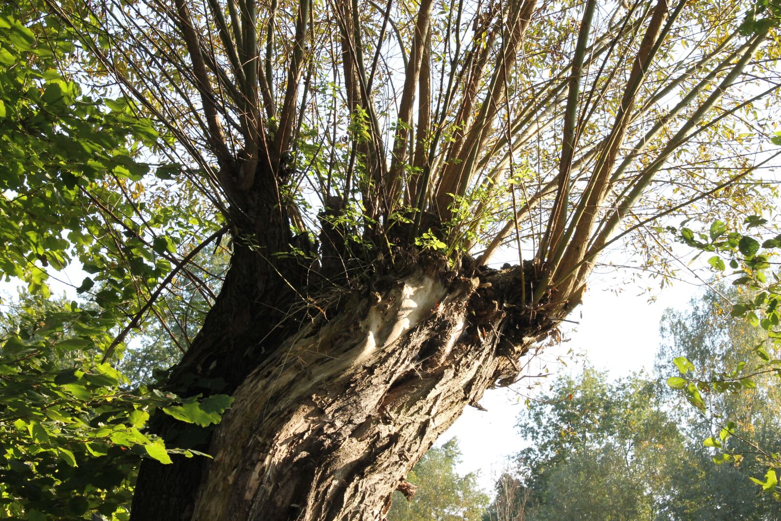Canon EOS 1100D (EOS Rebel T3 / EOS Kiss X50) sample photo. Spreewald, nature, pasture photography