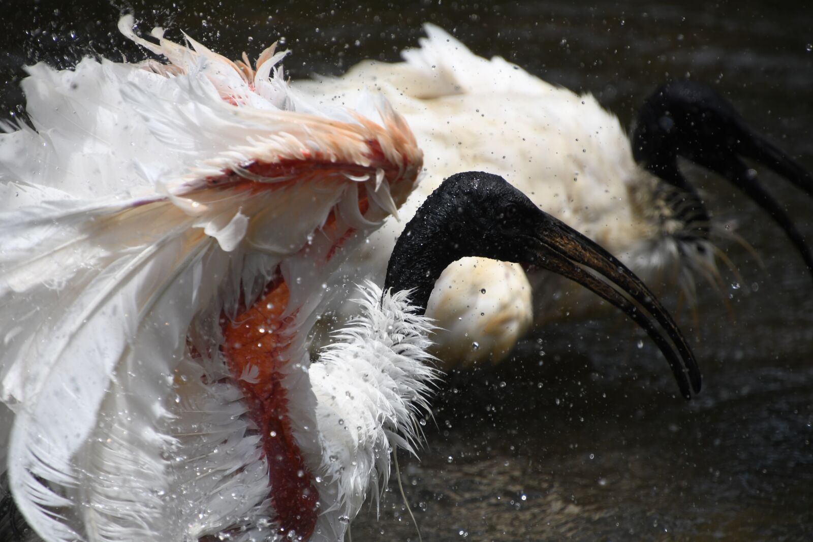 Nikon D7500 sample photo. Bird, wet, zoo photography