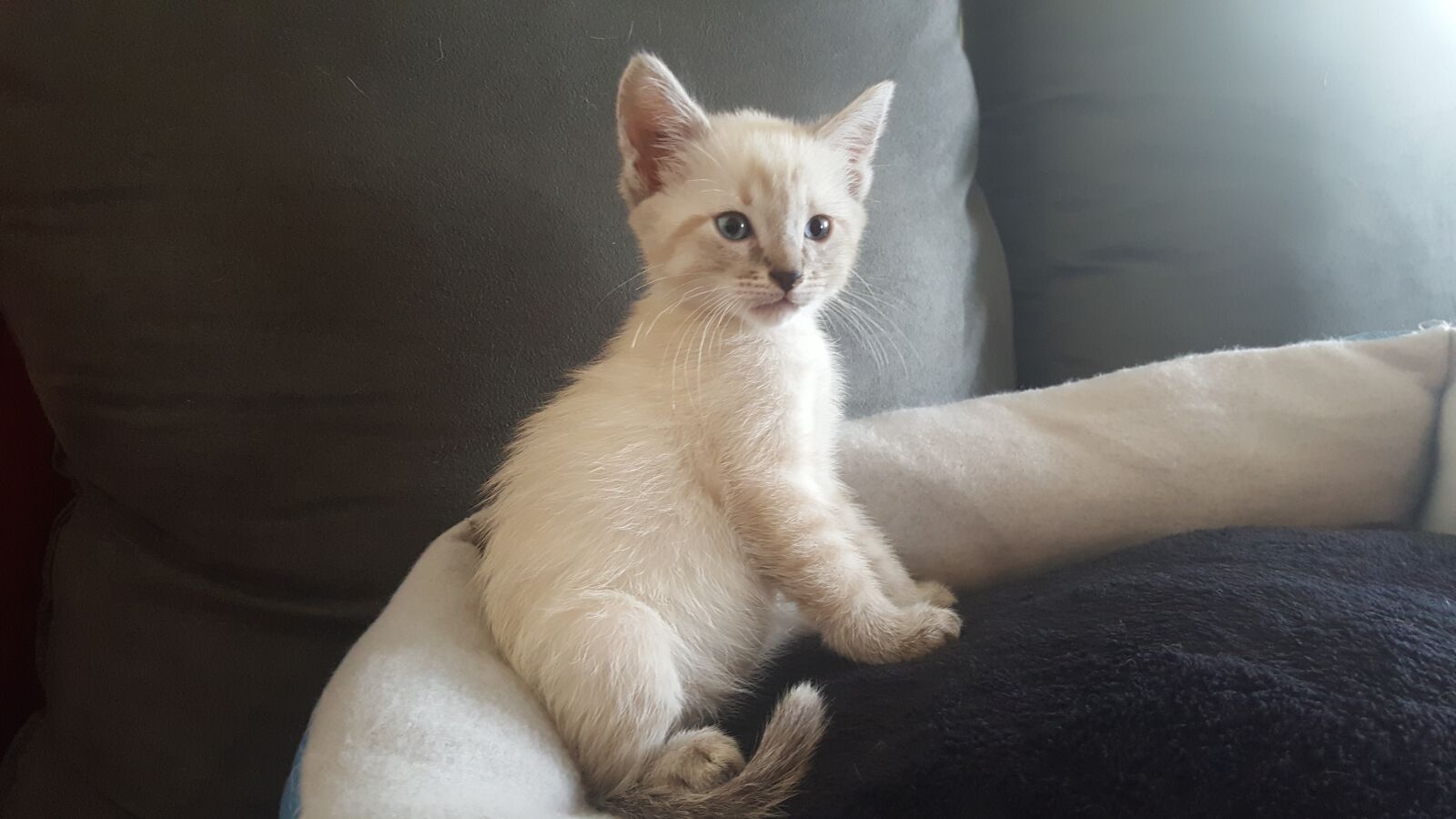 Samsung GALAXY S6 edge sample photo. Kitten, fluffy, cute photography