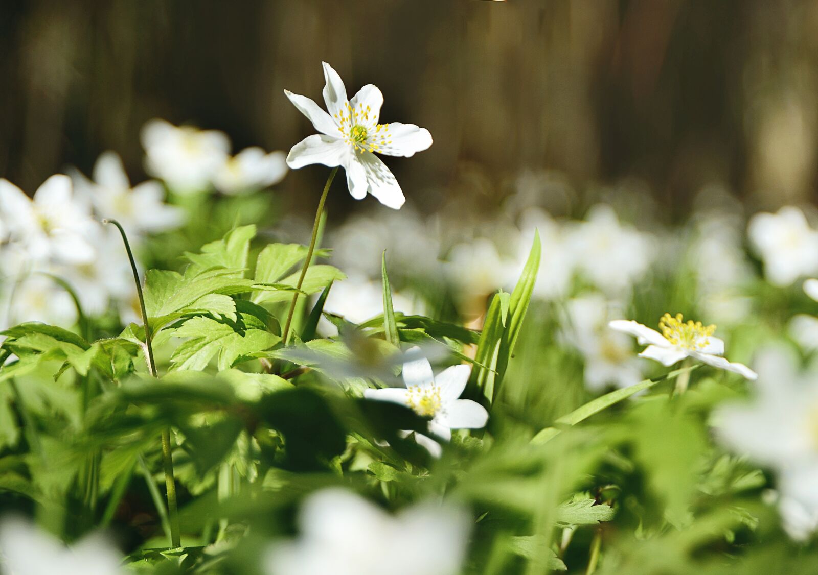 Nikon D7000 sample photo. Nature, beautifully, white photography