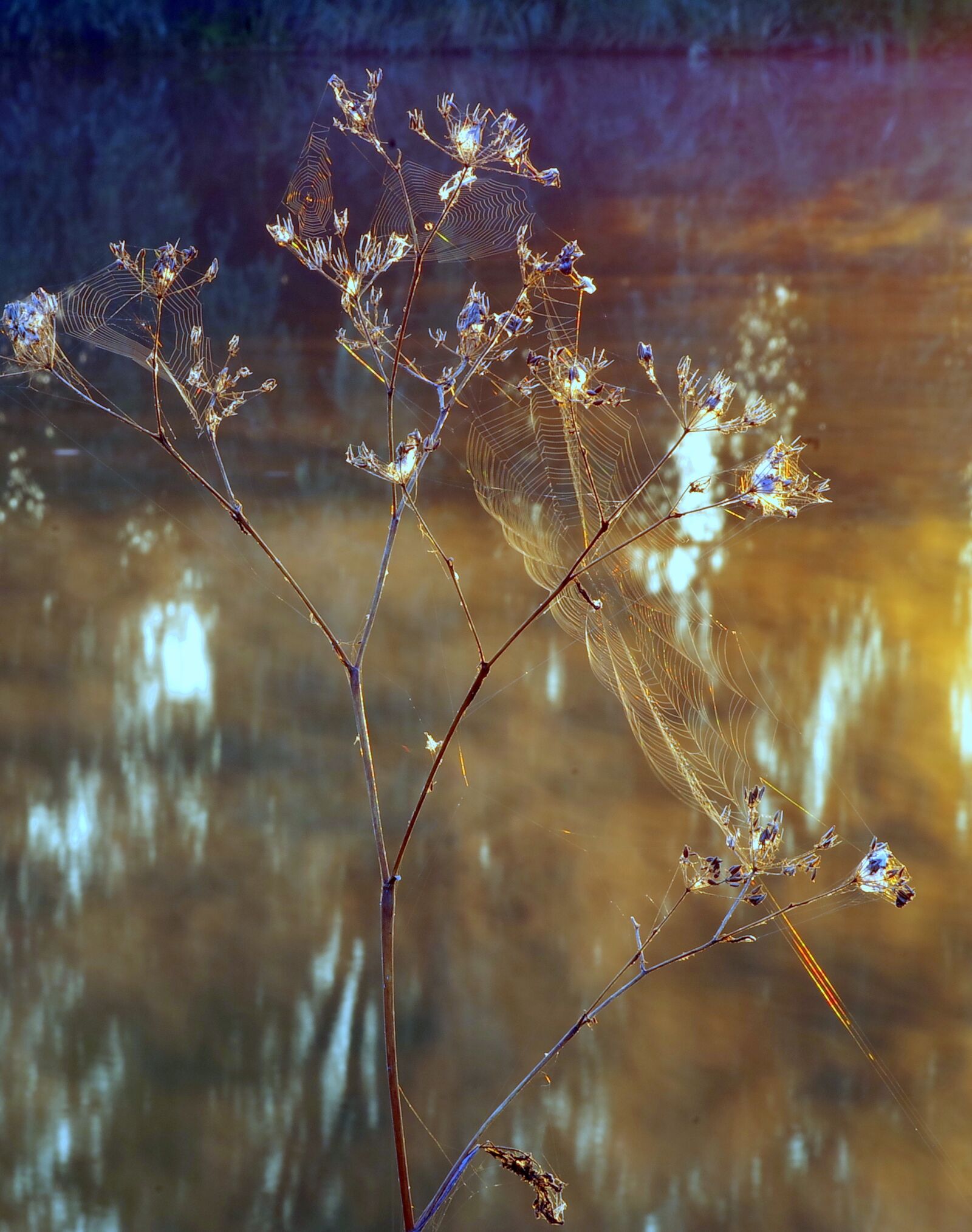 Pentax K-S2 sample photo. Cobwebs, cobweb, morning photography
