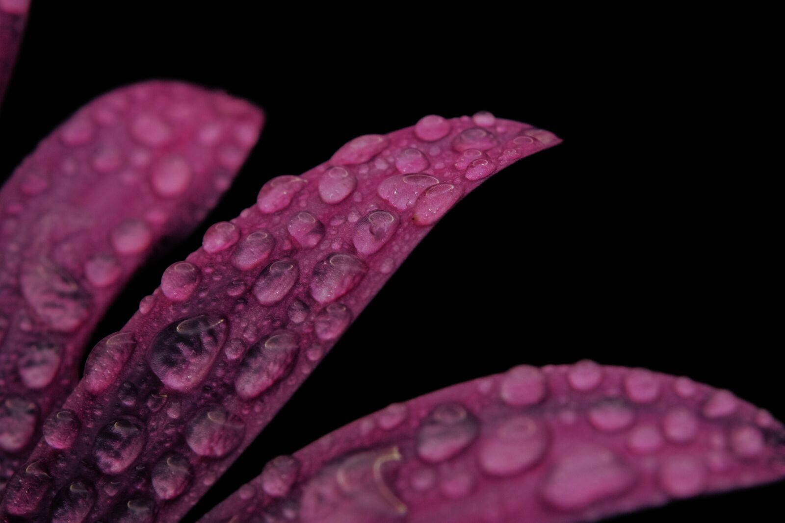 Canon EOS 750D (EOS Rebel T6i / EOS Kiss X8i) sample photo. Flower, petal, stem photography
