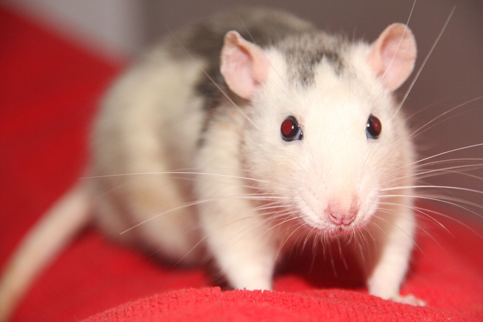 Canon EOS 40D sample photo. Rat, pet, animal photography