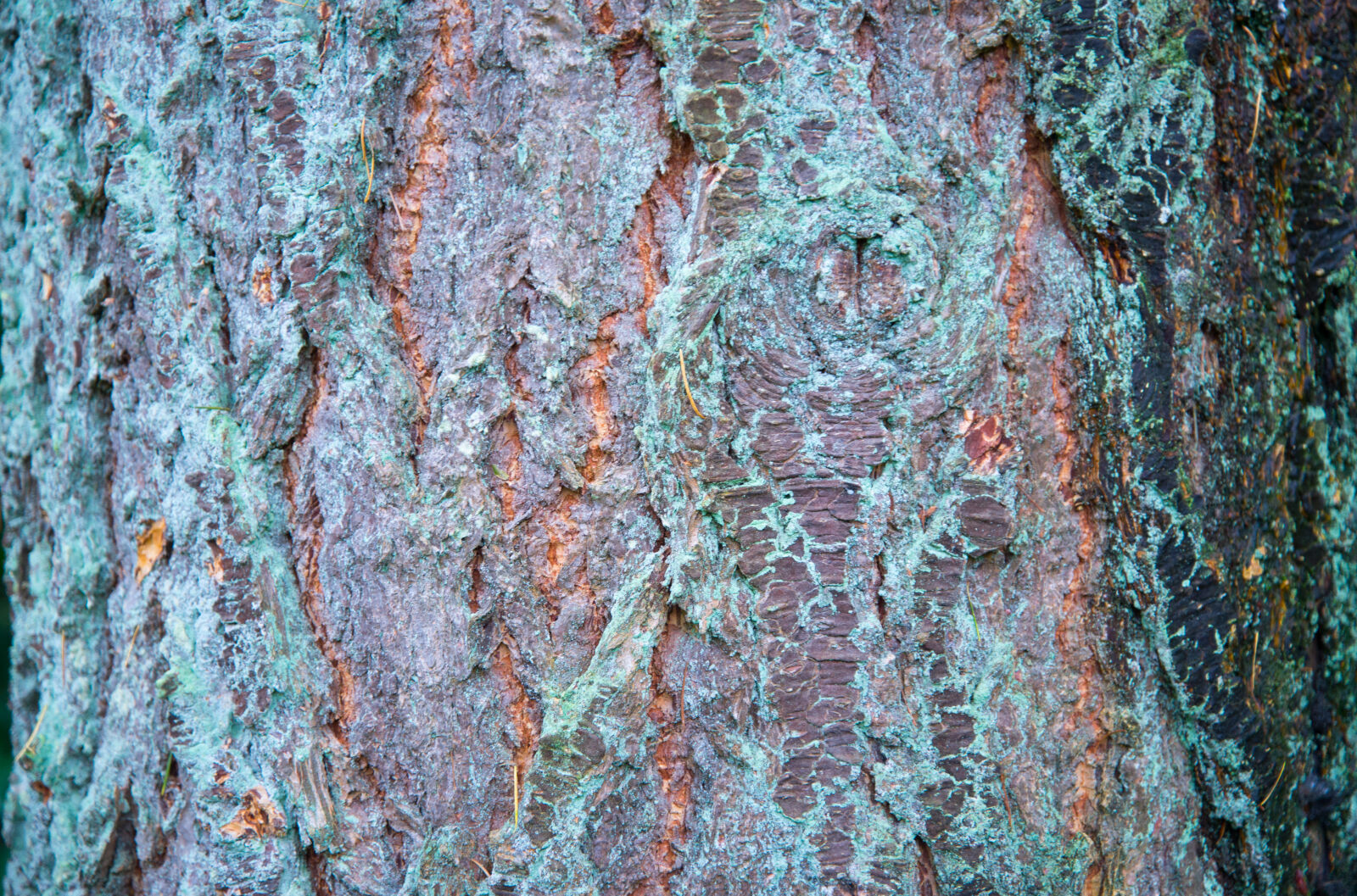 Nikon D610 sample photo. Bark, dirty, rind, rough photography